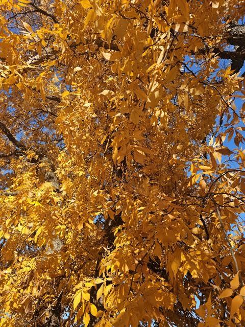 410 White Oak Drive Property Photo 105