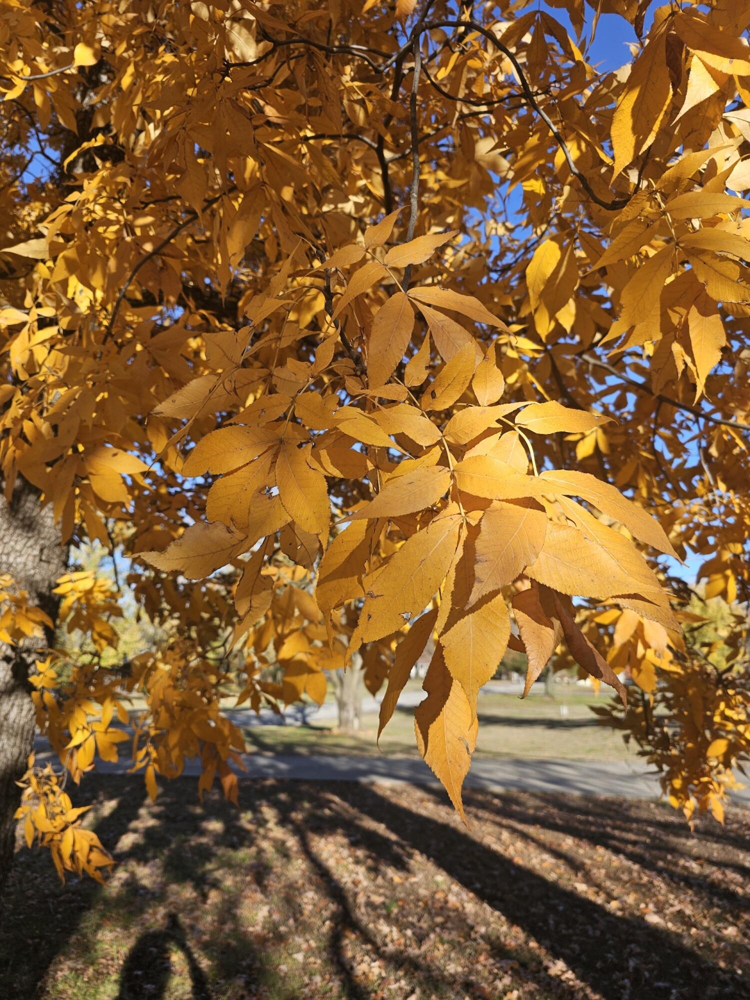 410 White Oak Drive Property Photo 110