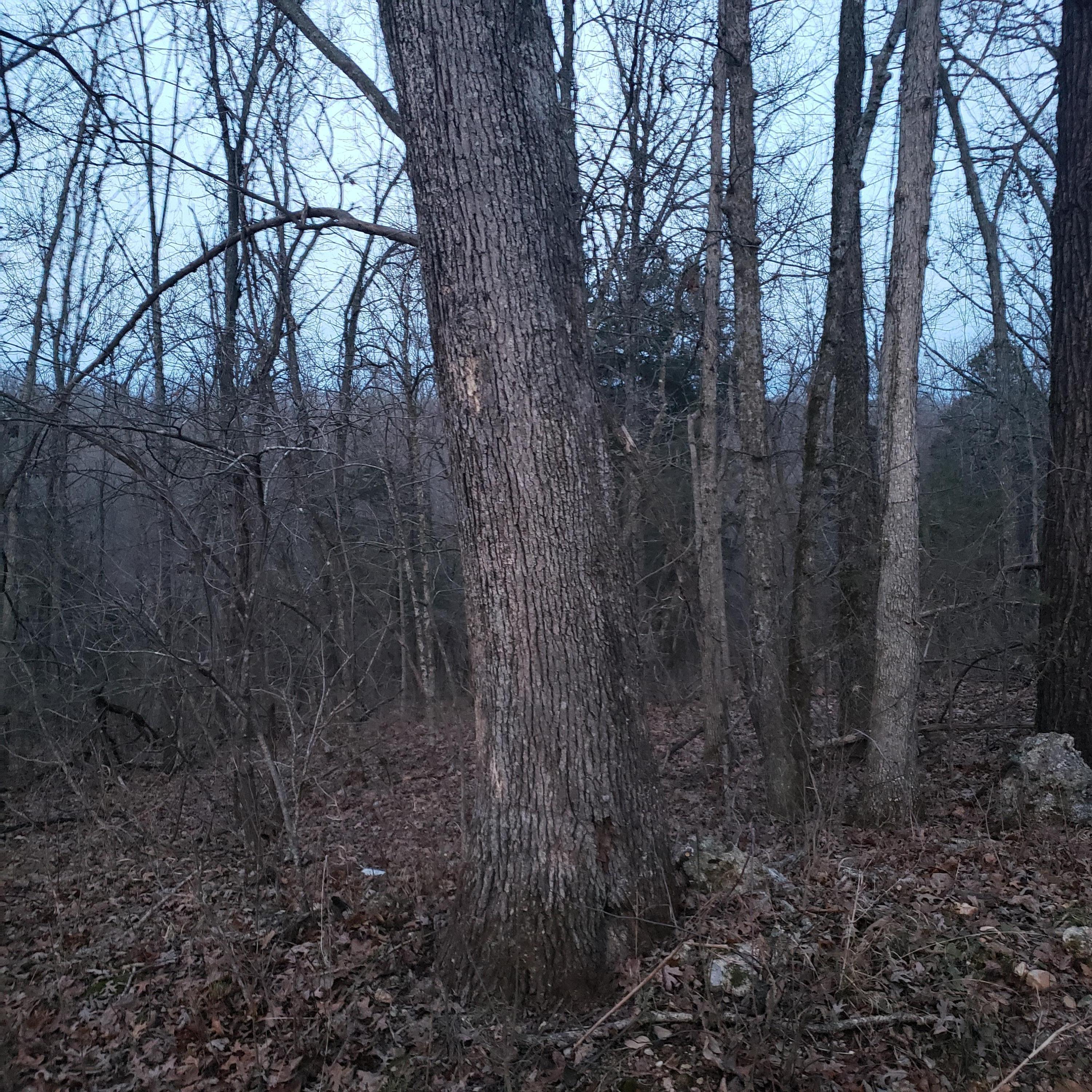 2268 Severs Road Property Photo 21