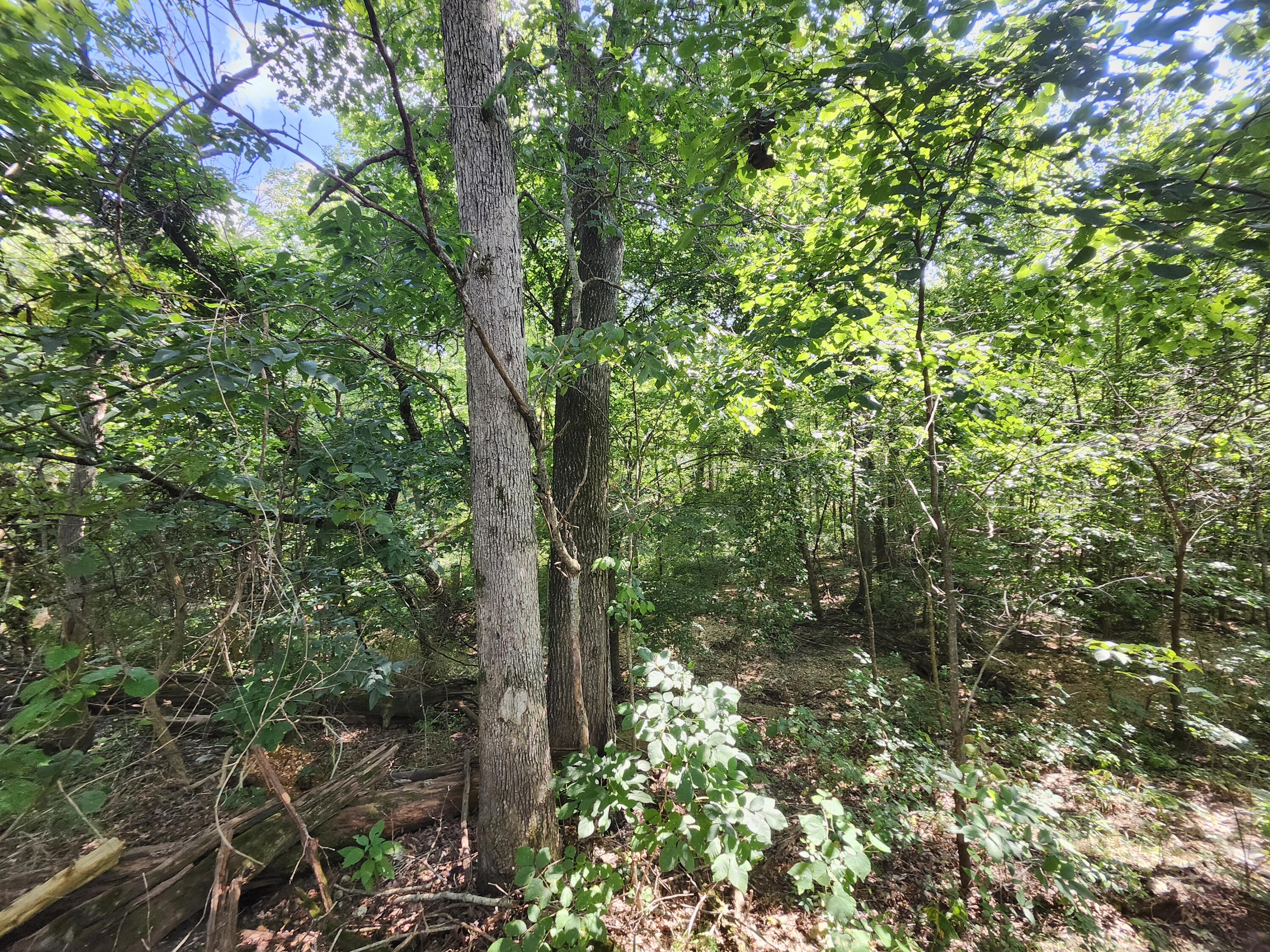 2268 Severs Road Property Photo 34