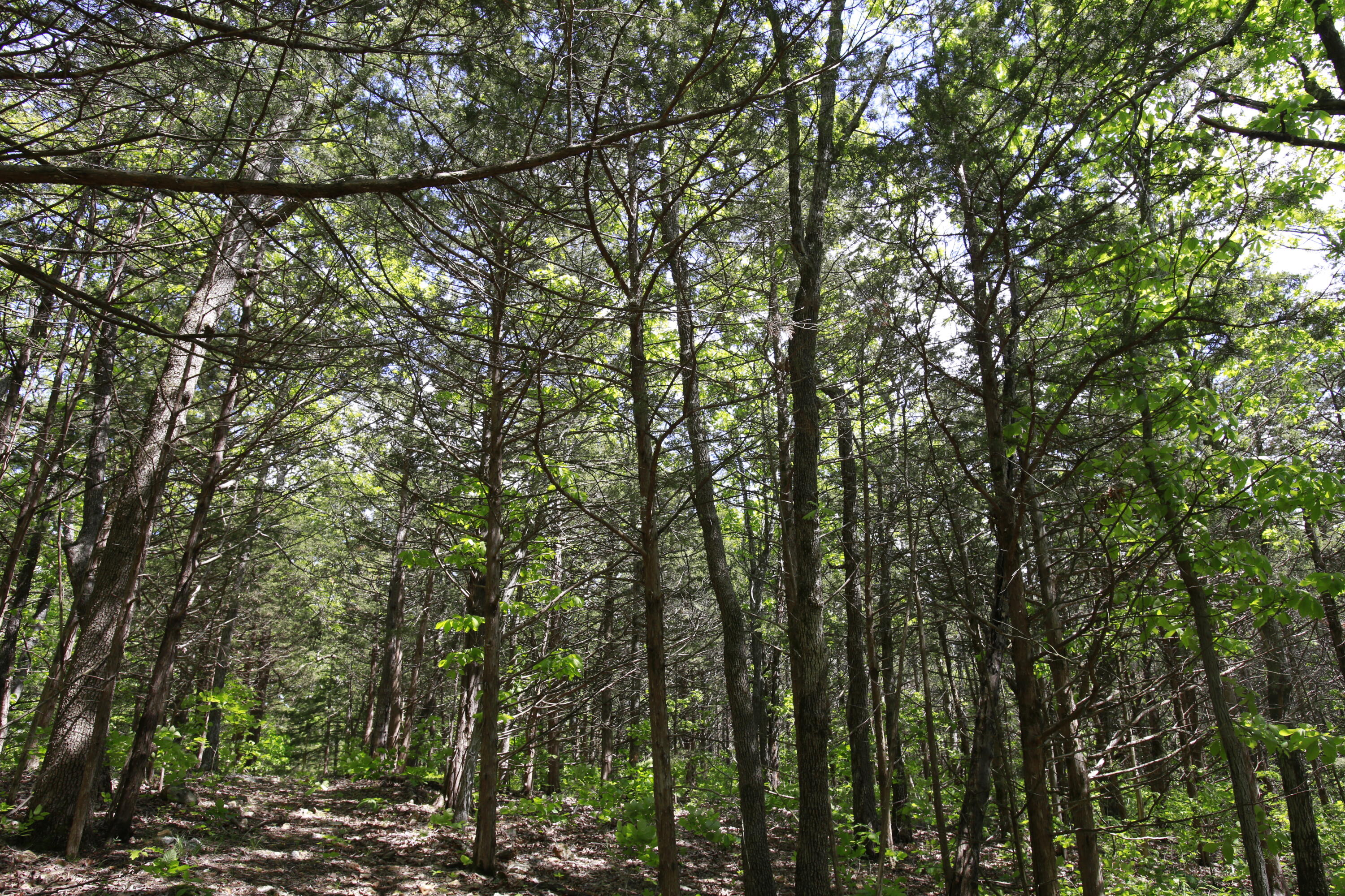 Tbd Southeast 1121 Road Property Photo 9