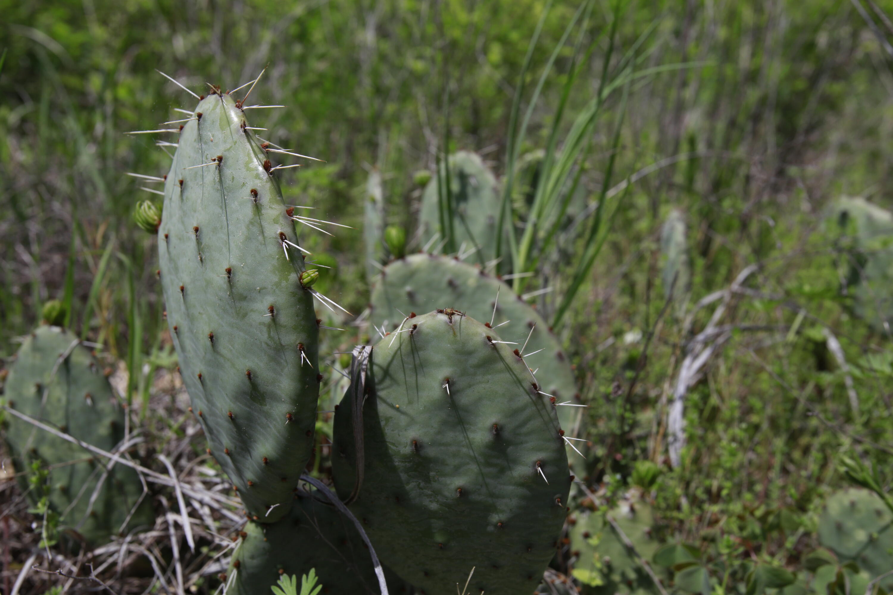 Tbd Southeast 1121 Road Property Photo 12