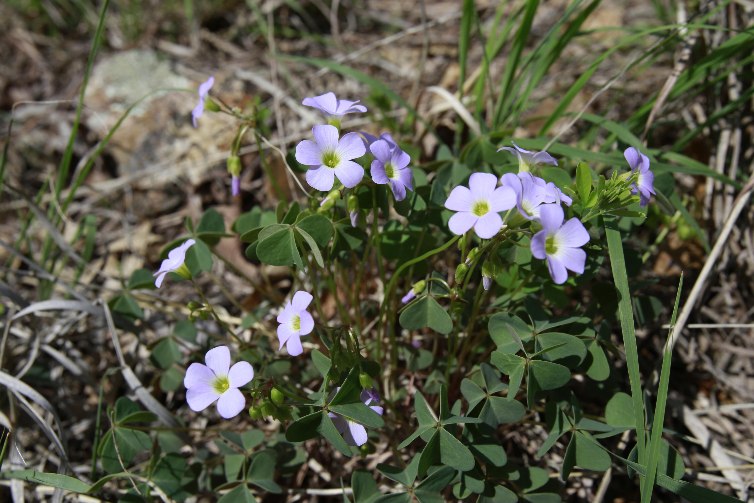 Tbd Southeast 1121 Road Property Photo 16