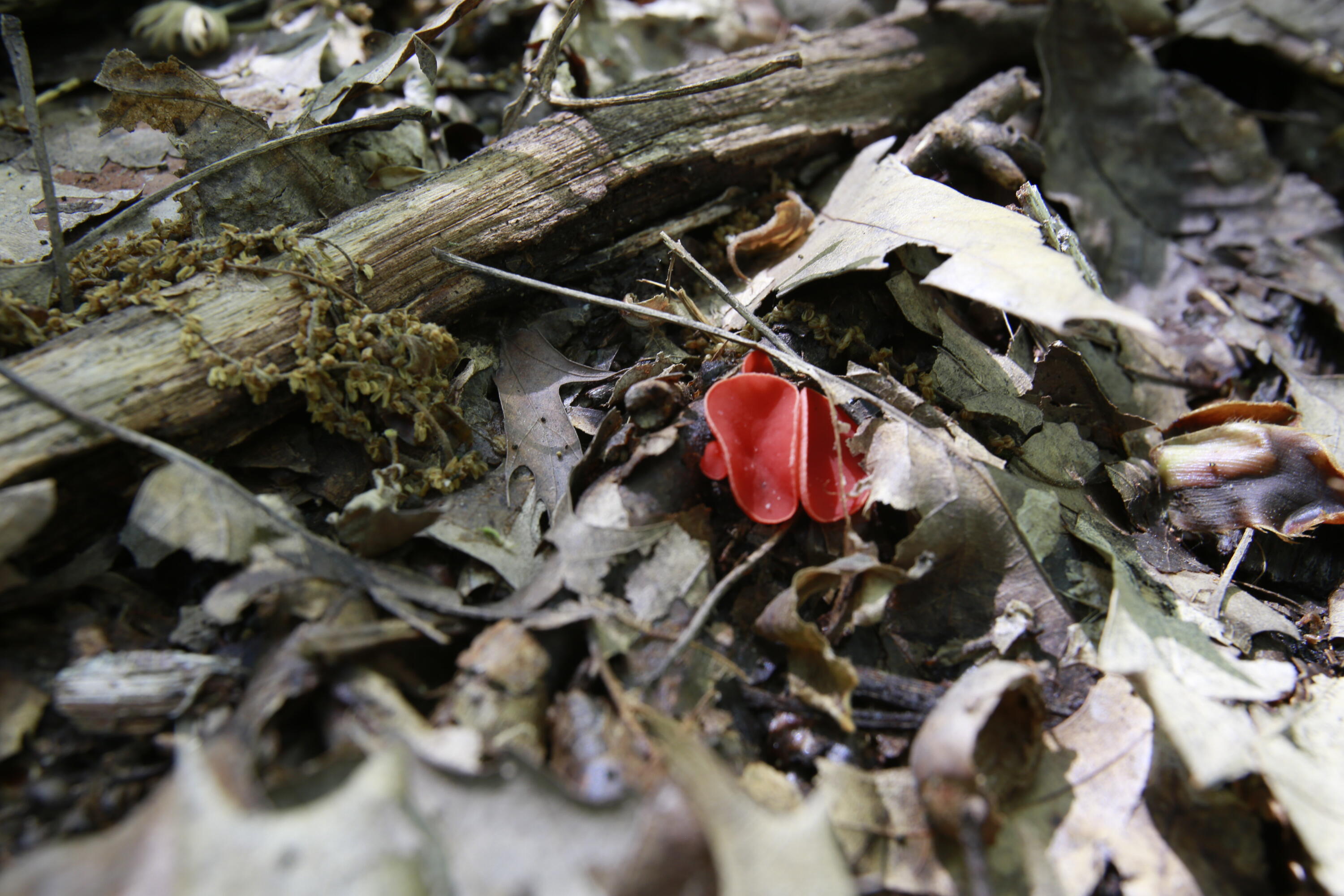 Tbd Southeast 1121 Road Property Photo 19