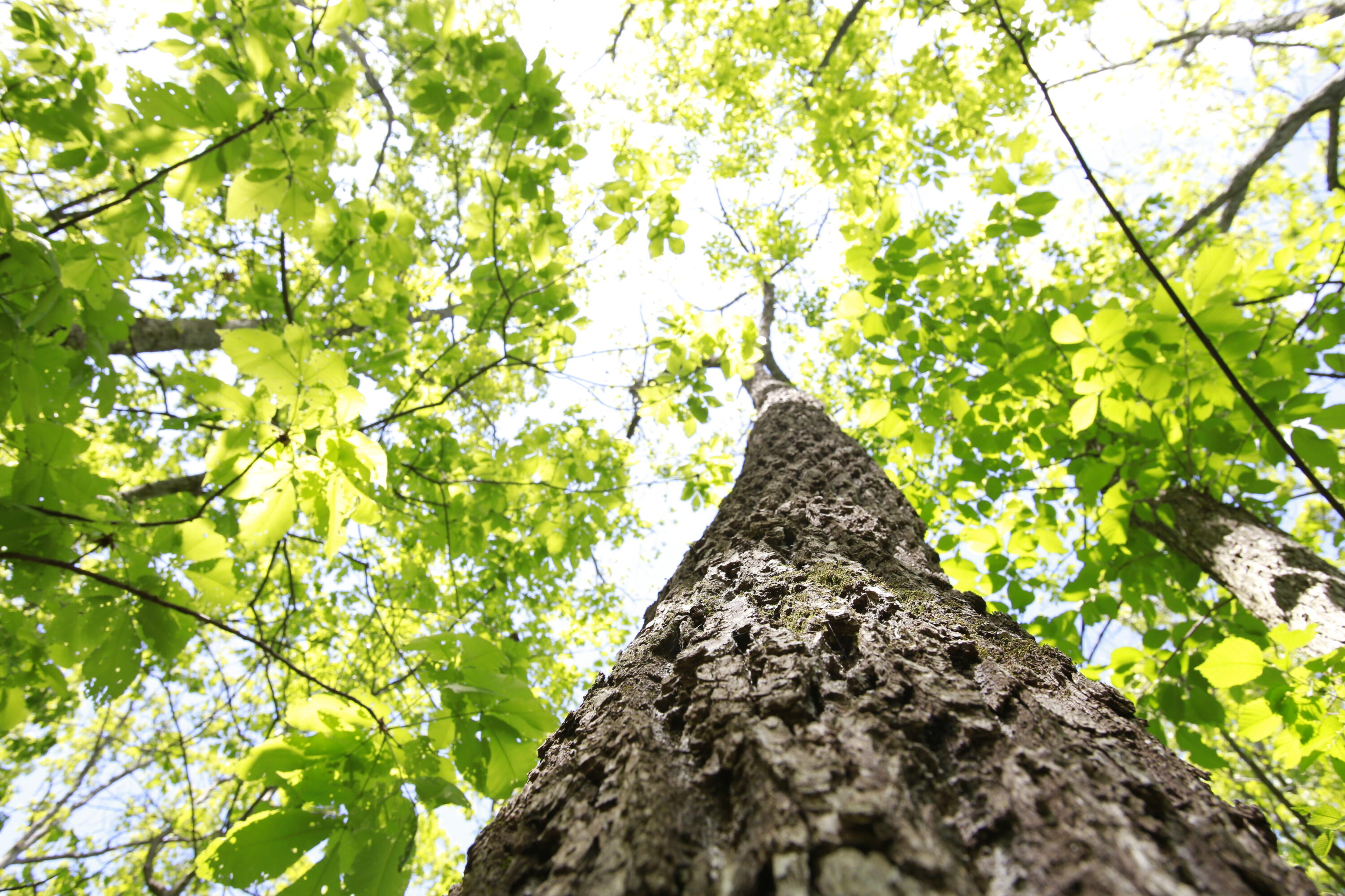 Tbd Southeast 1121 Road Property Photo 23