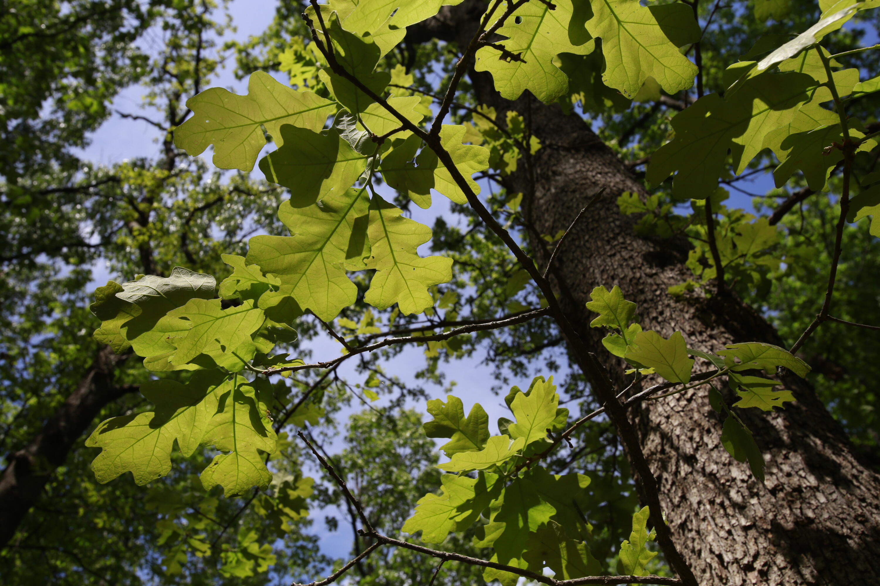 Tbd Southeast 1121 Road Property Photo 24