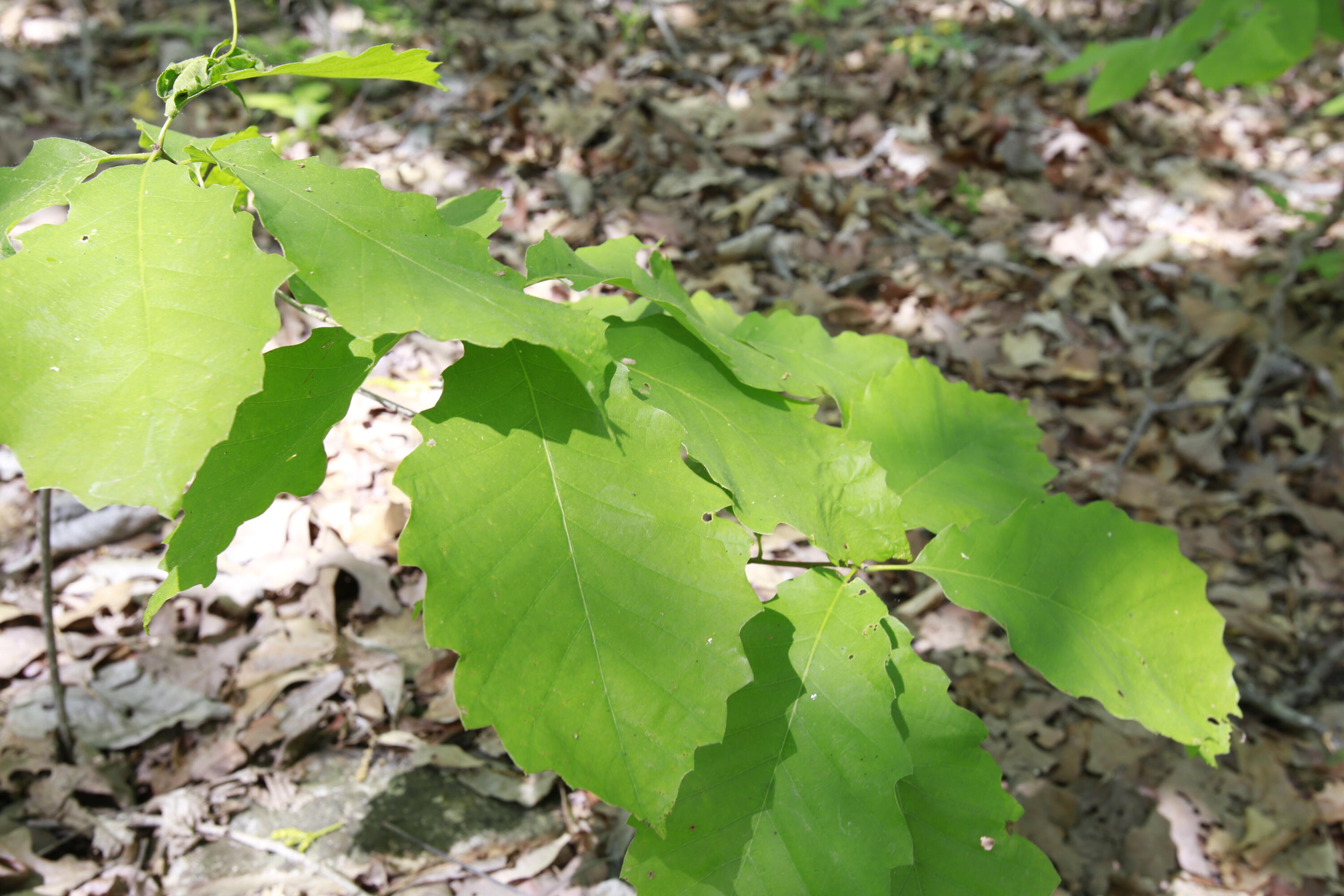 Tbd Southeast 1121 Road Property Photo 25