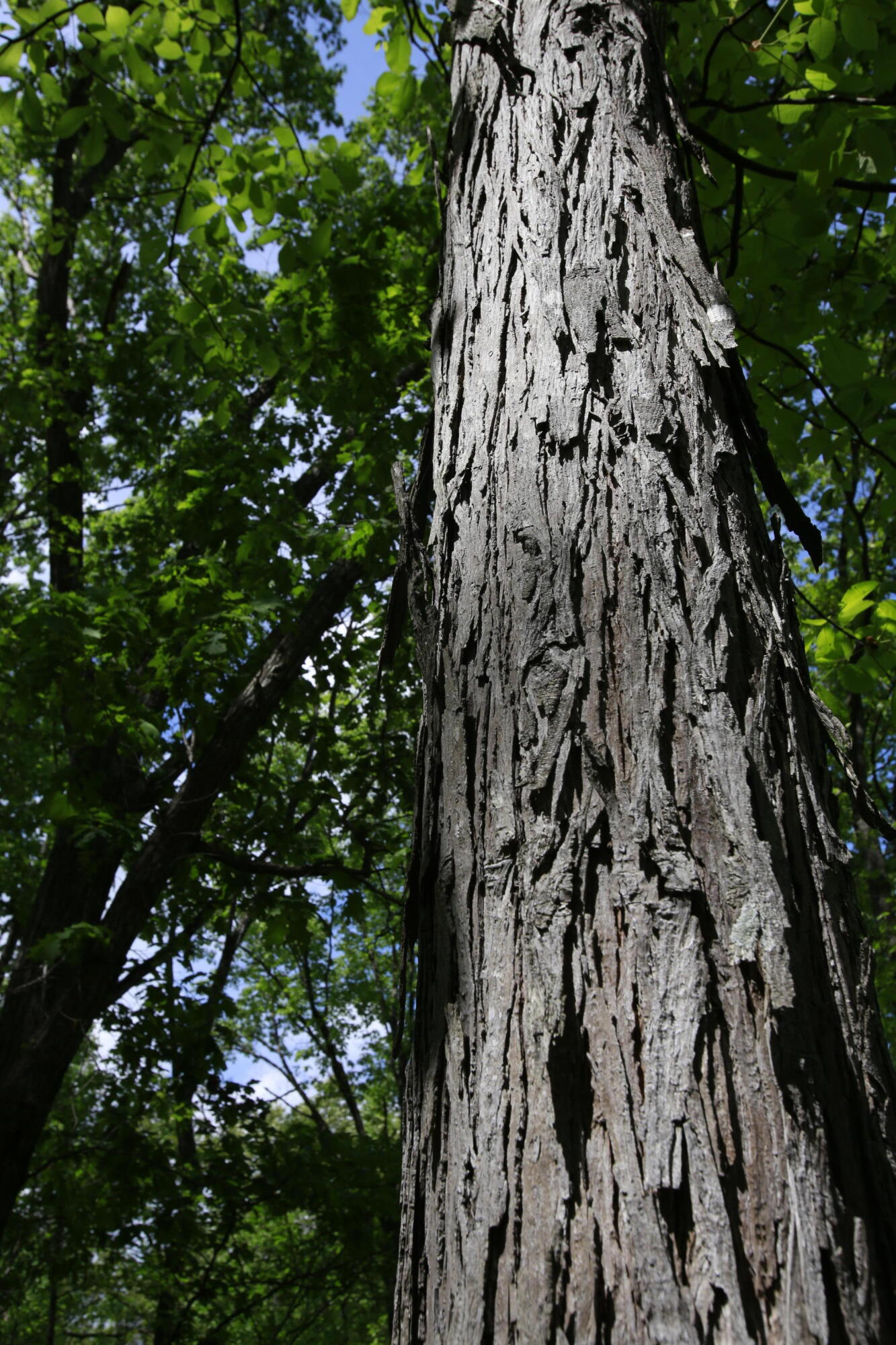 Tbd Southeast 1121 Road Property Photo 27