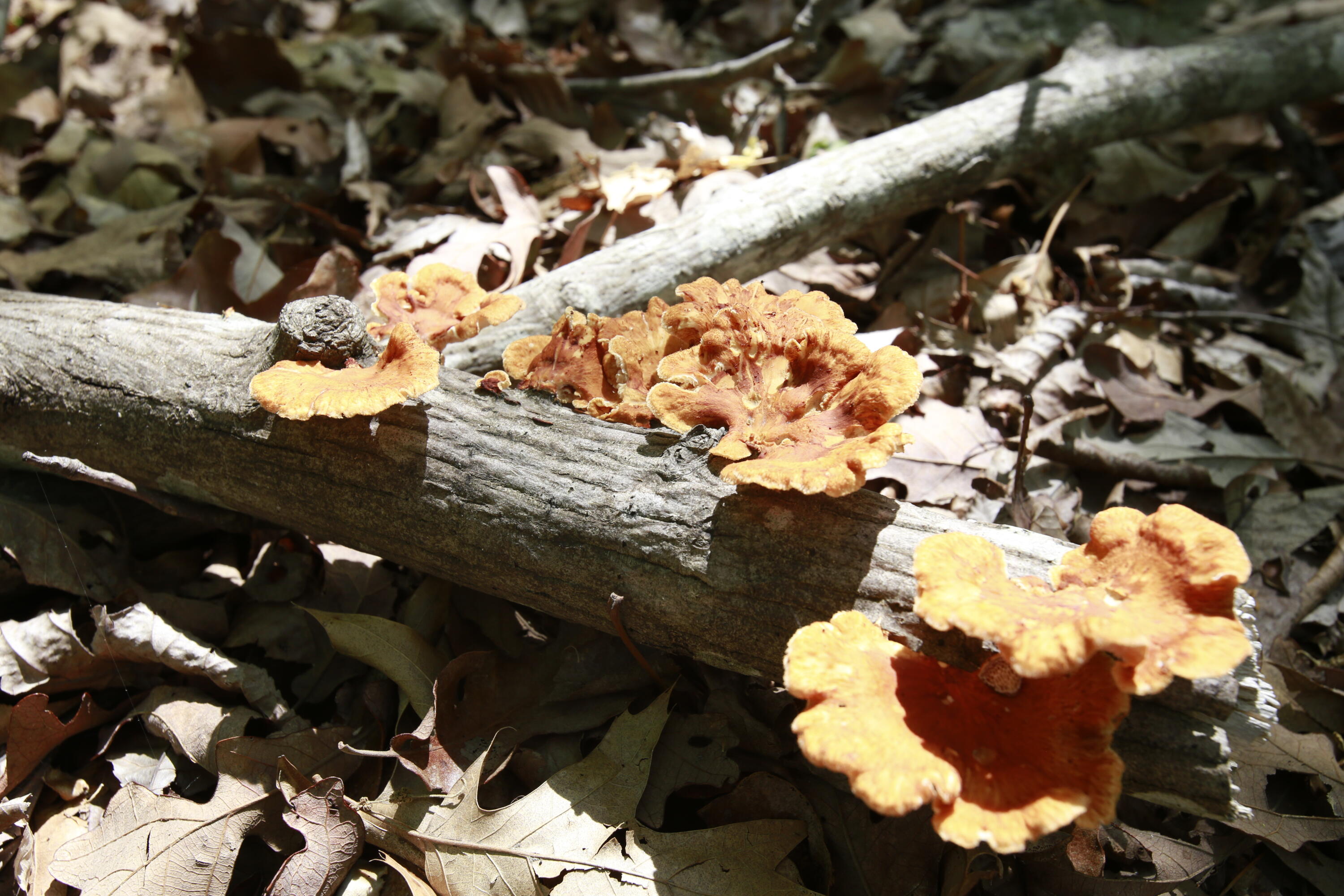 Tbd Southeast 1121 Road Property Photo 28