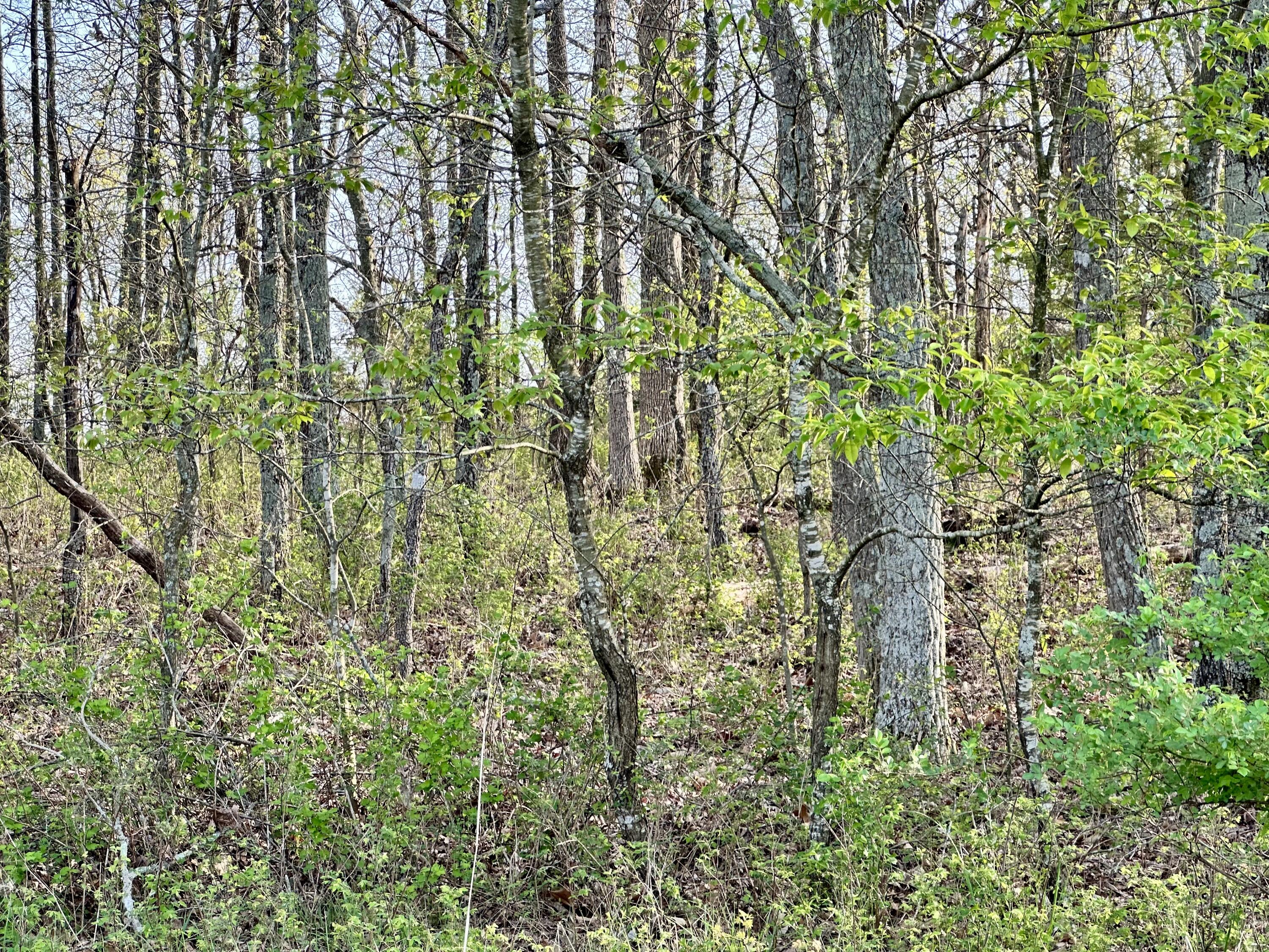 5230 Camp Road Property Photo 51
