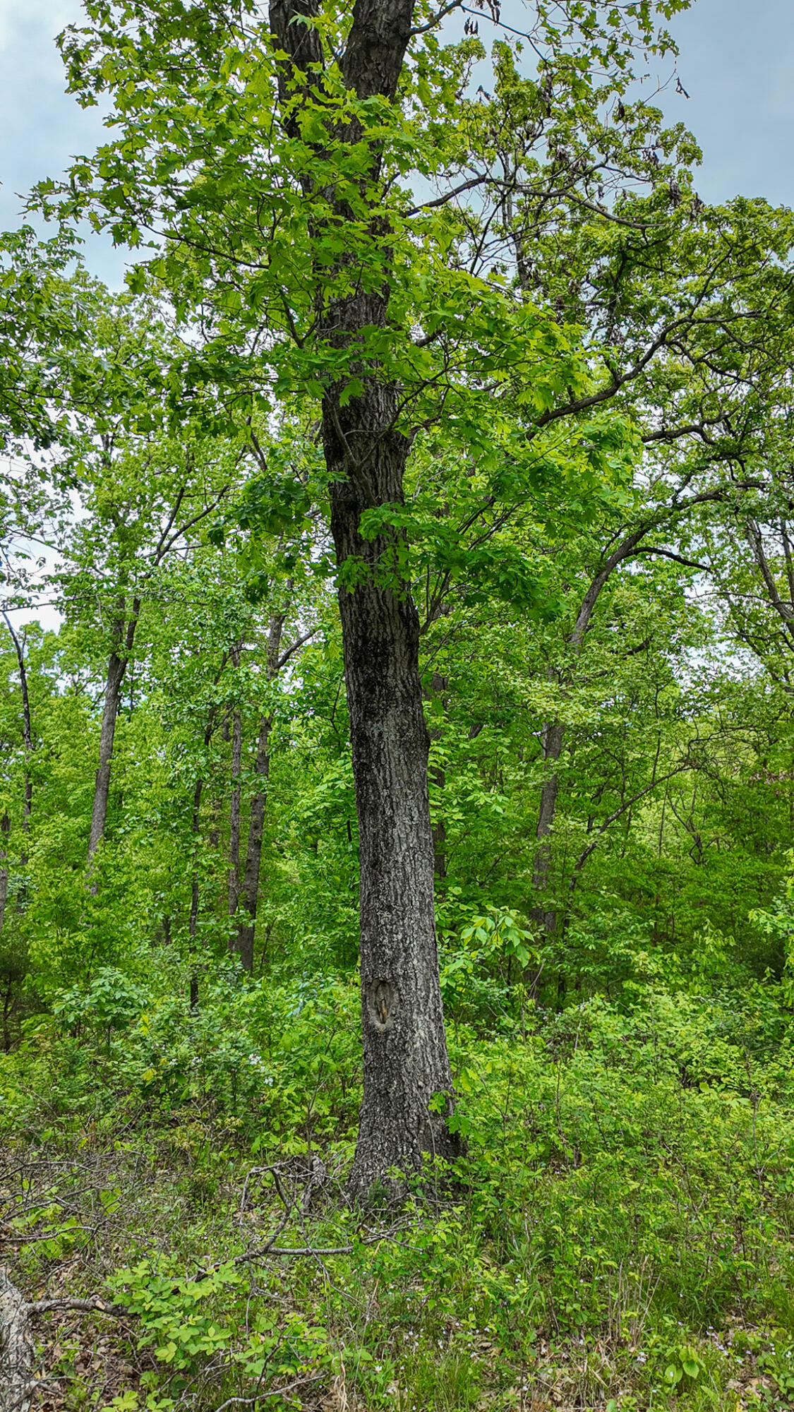 11375 Northeast 50 Road Property Photo 5