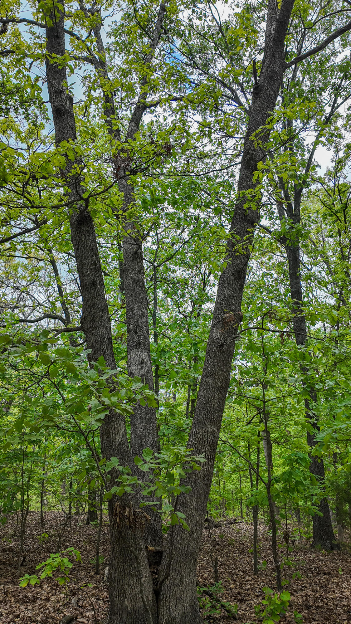 11375 Northeast 50 Road Property Photo 36