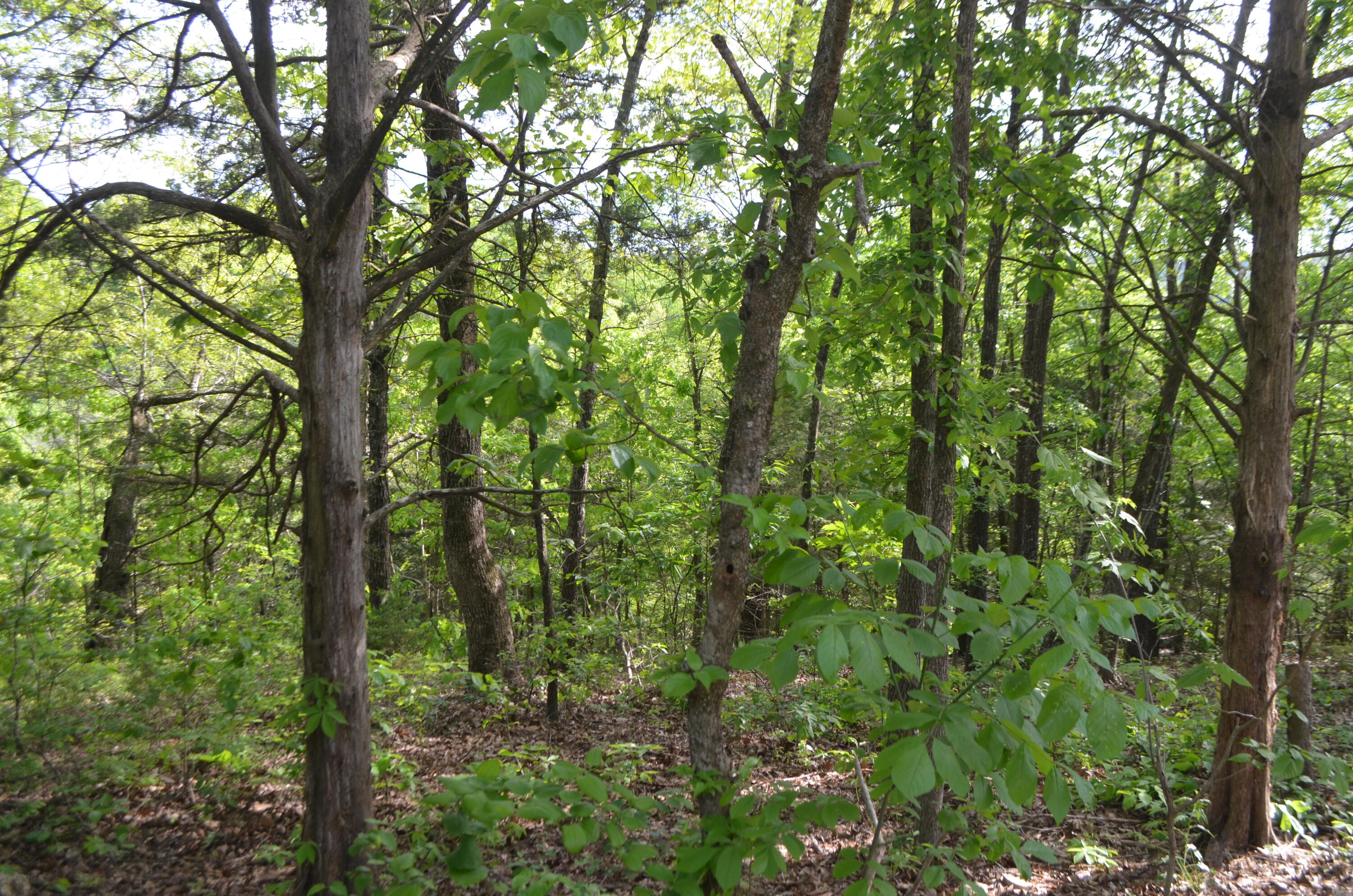 153 Secret Valley Road Property Photo 42