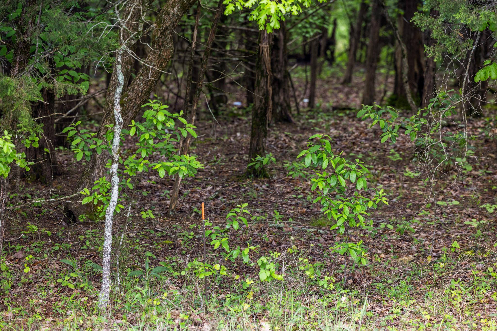 99aa Arabian Way Property Photo 21