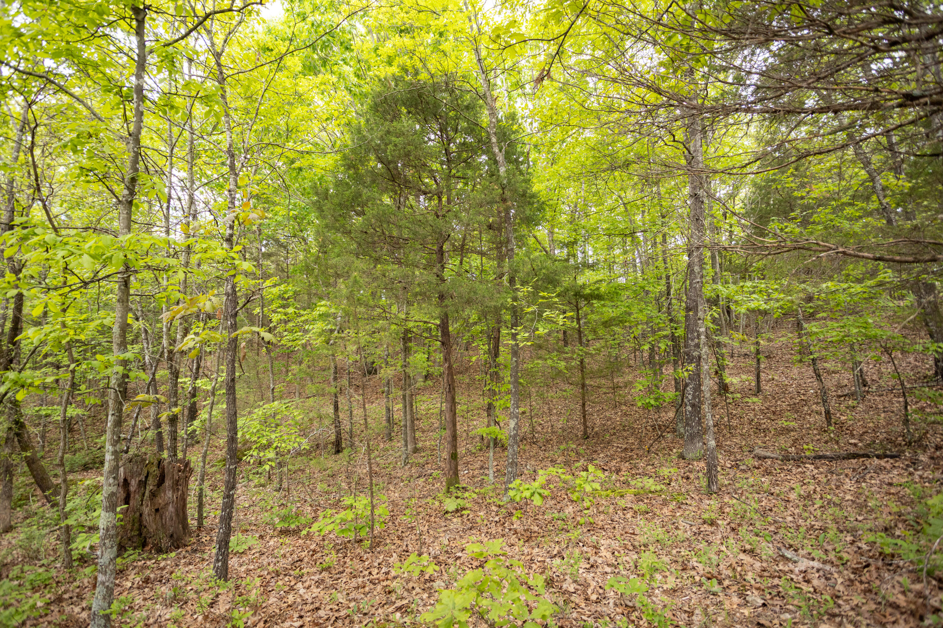 1952 Mount Pisgah Road Property Photo 17