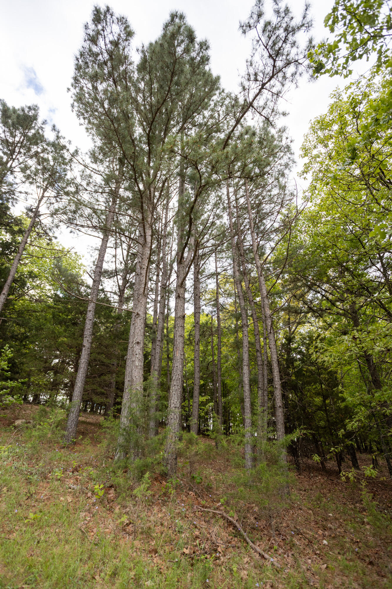 1952 Mount Pisgah Road Property Photo 38
