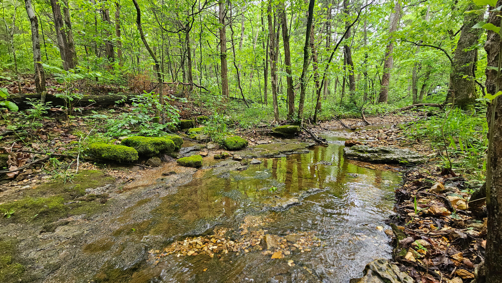 9619 Flat Rock Road Property Photo 3