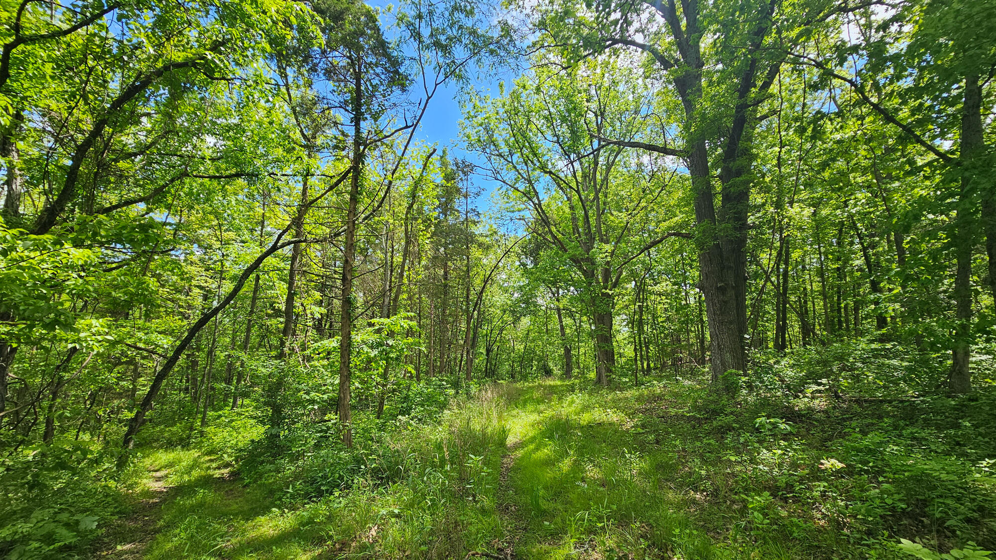 9619 Flat Rock Road Property Photo 5