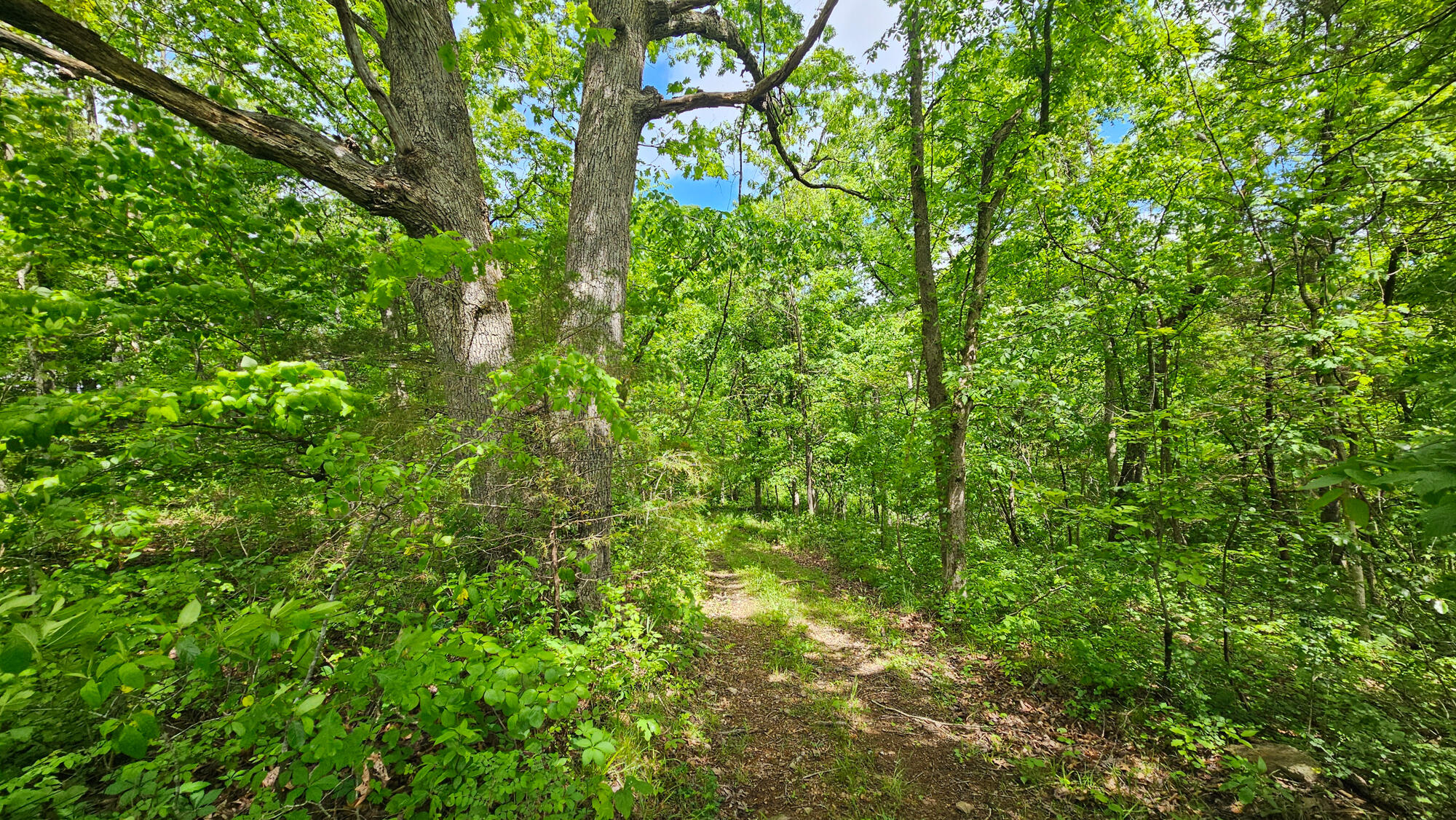 9619 Flat Rock Road Property Photo 60