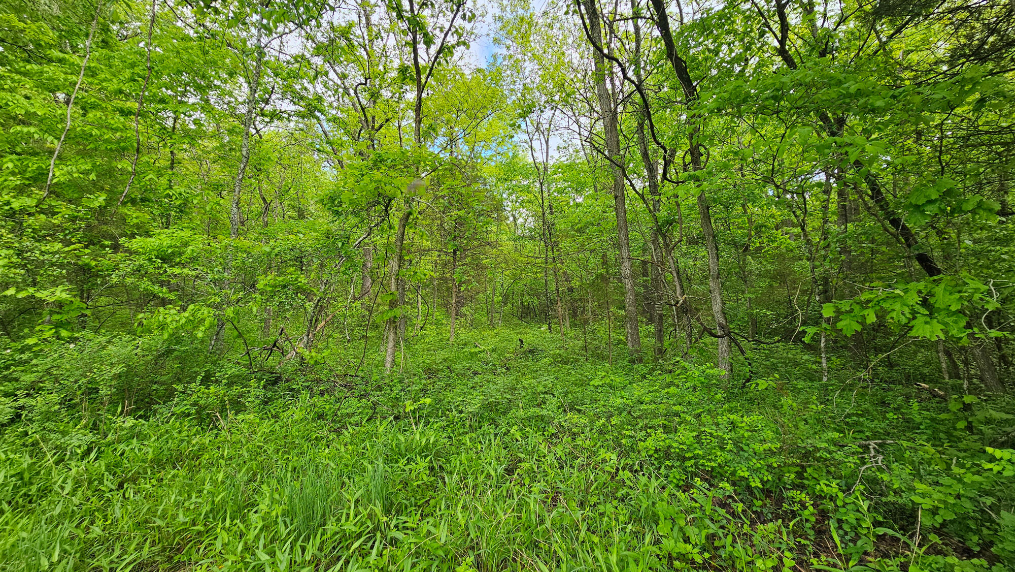 9619 Flat Rock Road Property Photo 65