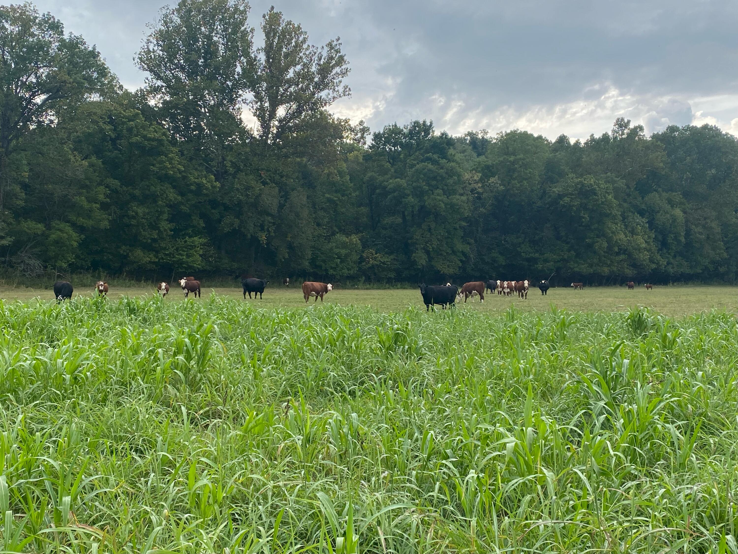 1065 Nicks Road Property Photo 46