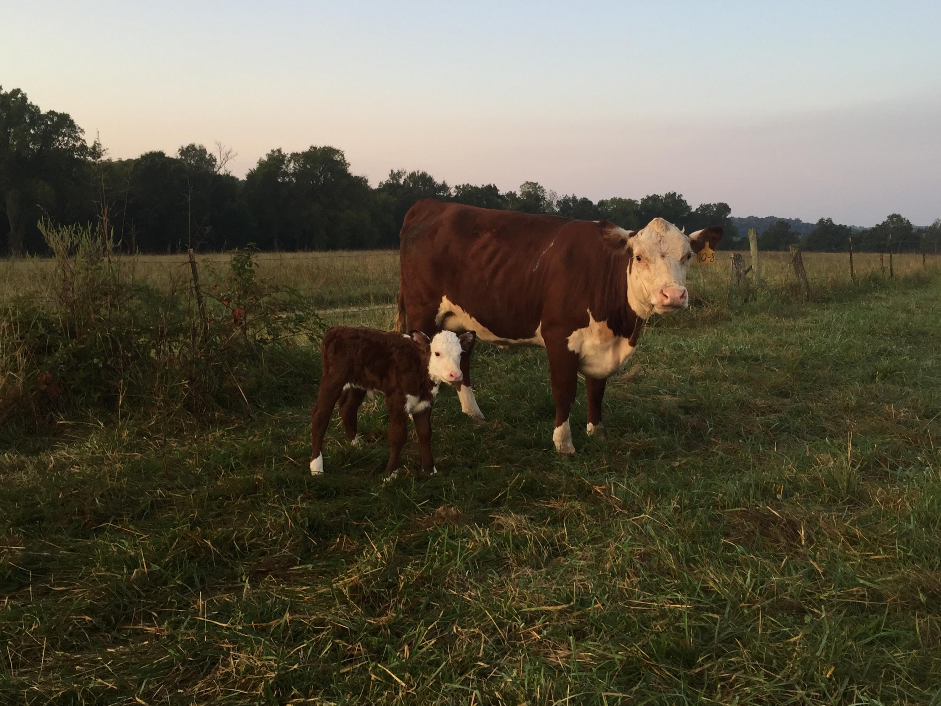 1065 Nicks Road Property Photo 52