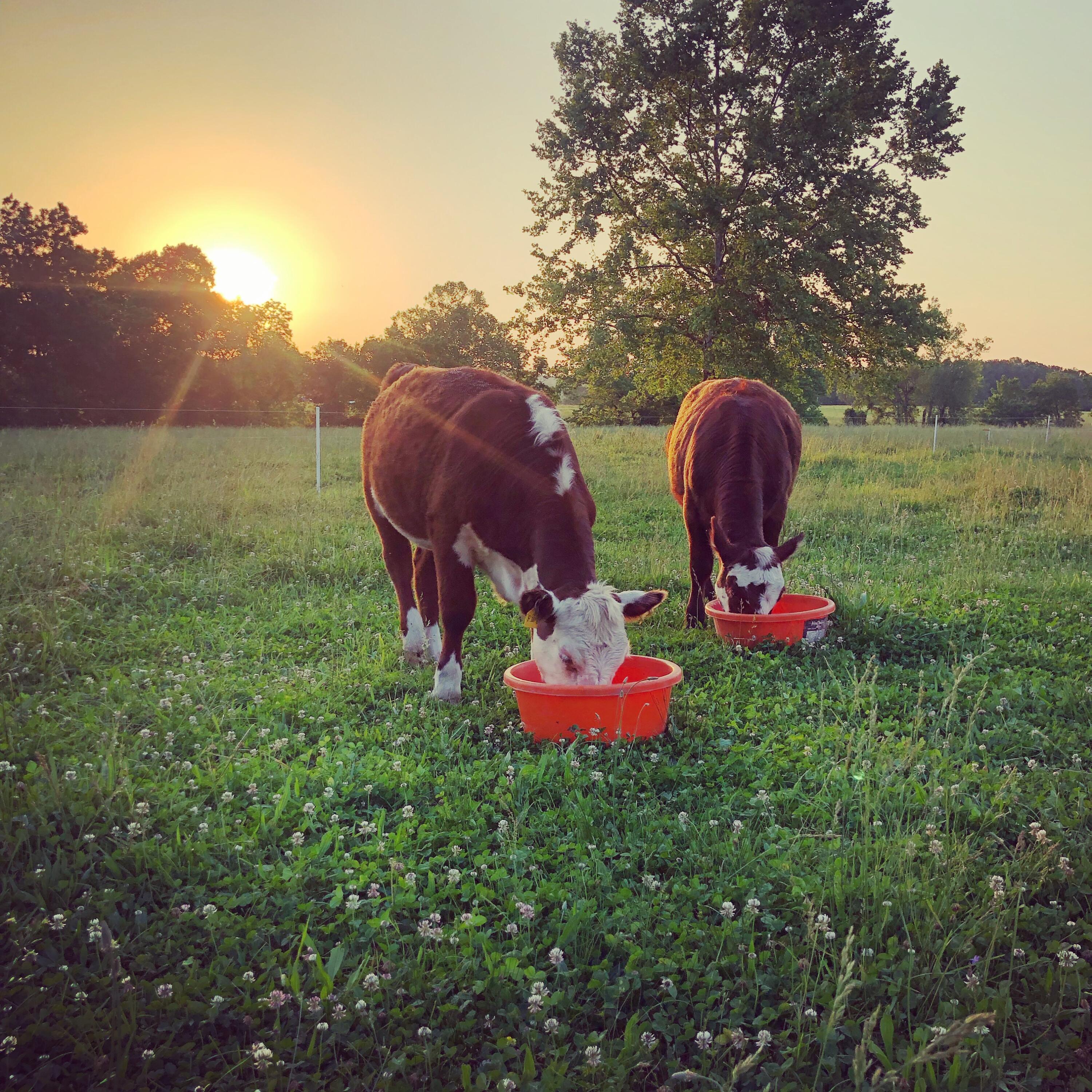 1065 Nicks Road Property Photo 53