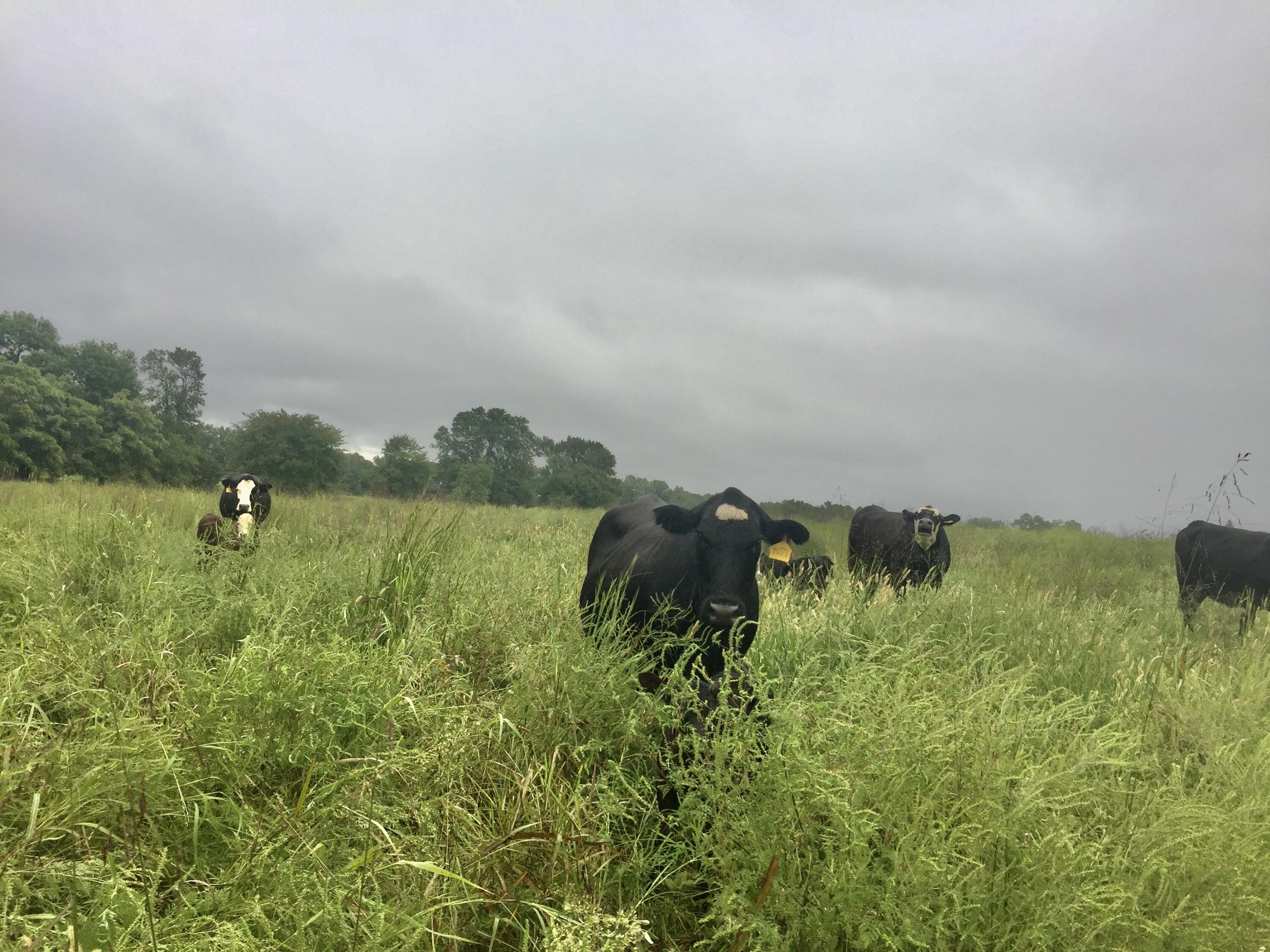 1065 Nicks Road Property Photo 59