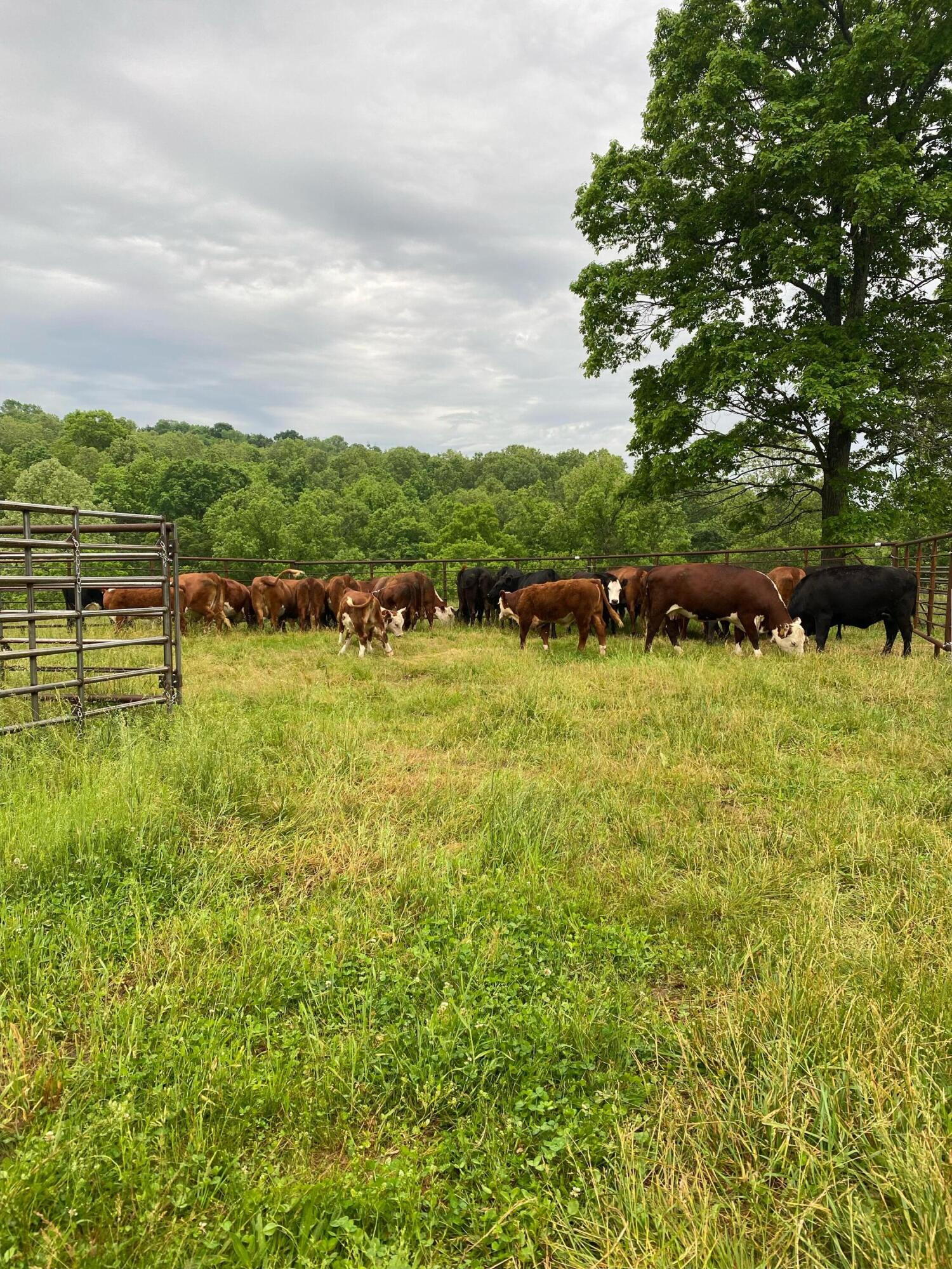 1065 Nicks Road Property Photo 60