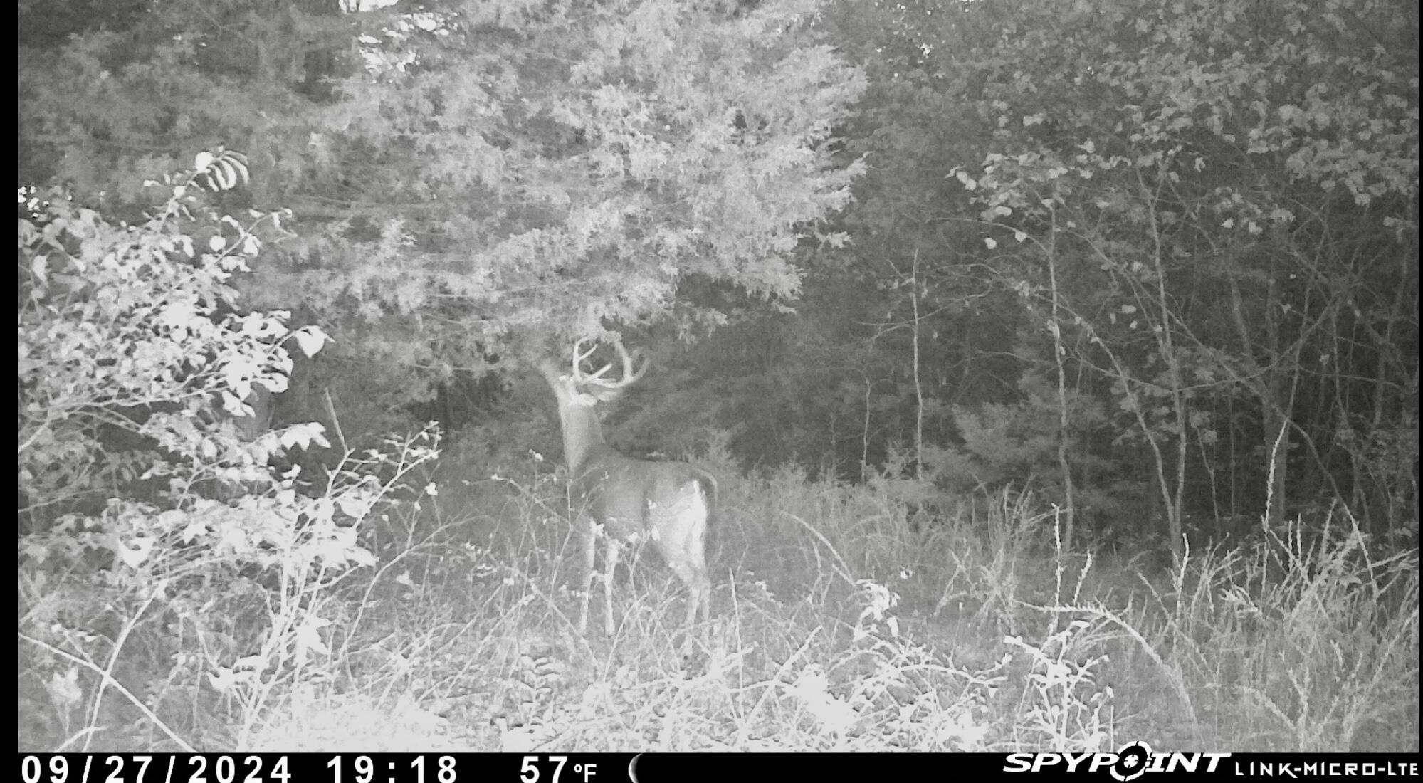 1065 Nicks Road Property Photo 61