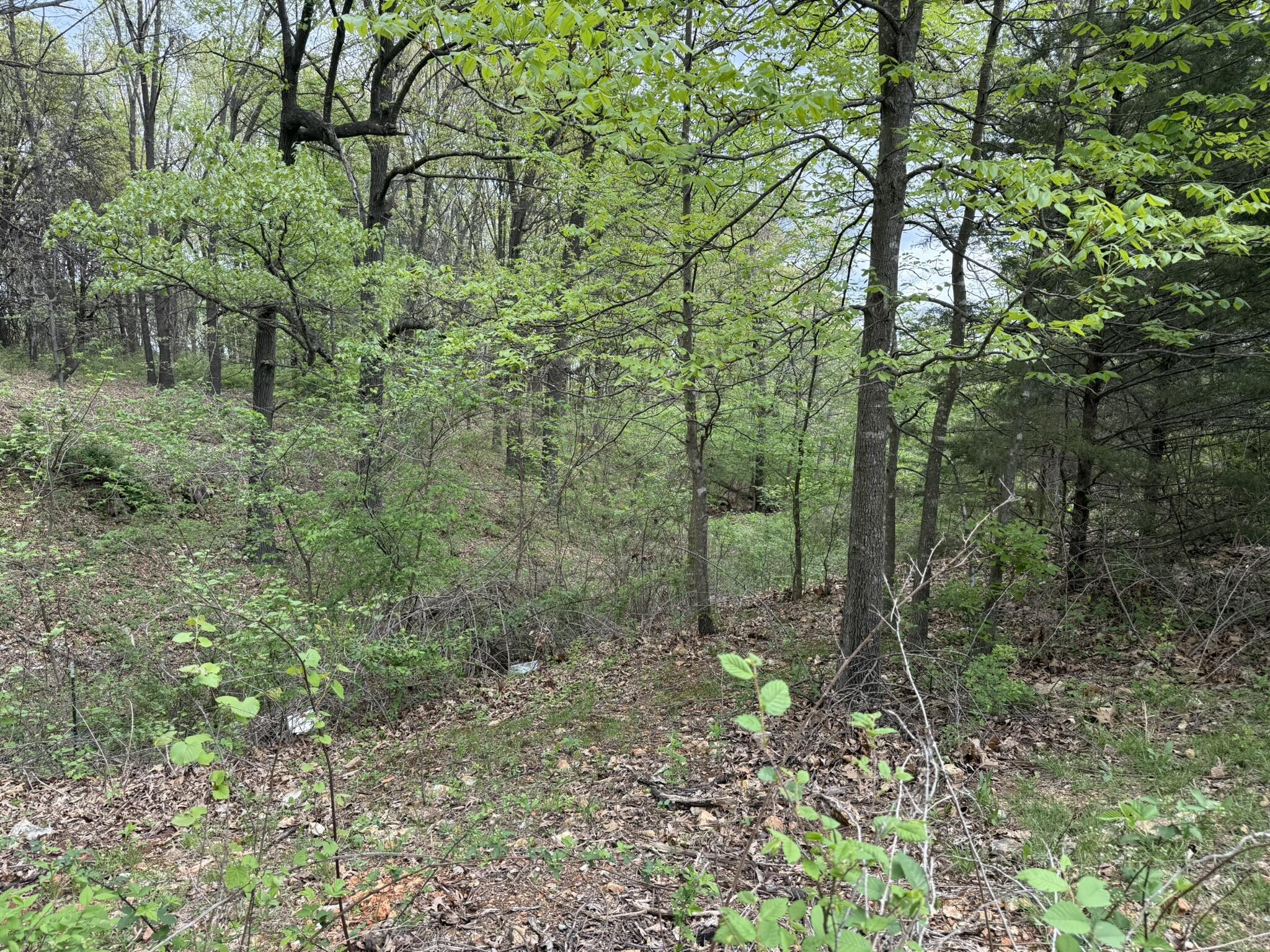12452 State Hwy C Property Photo 20