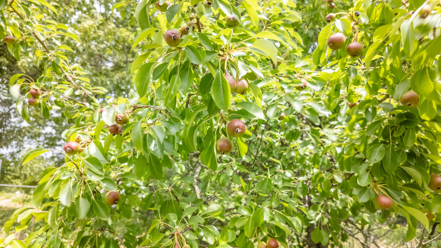 172 Missouri Highway 63 Property Photo 62