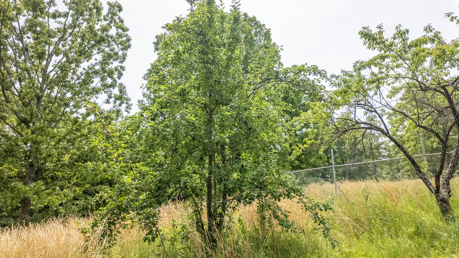 172 Missouri Highway 63 Property Photo 63