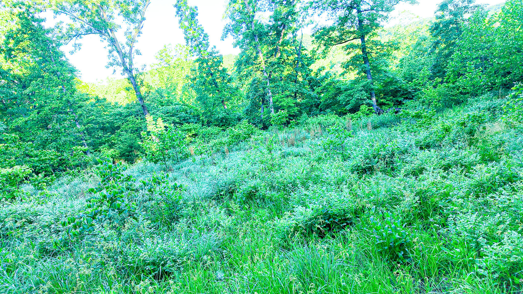 Tbd Sandy Road Property Photo 22