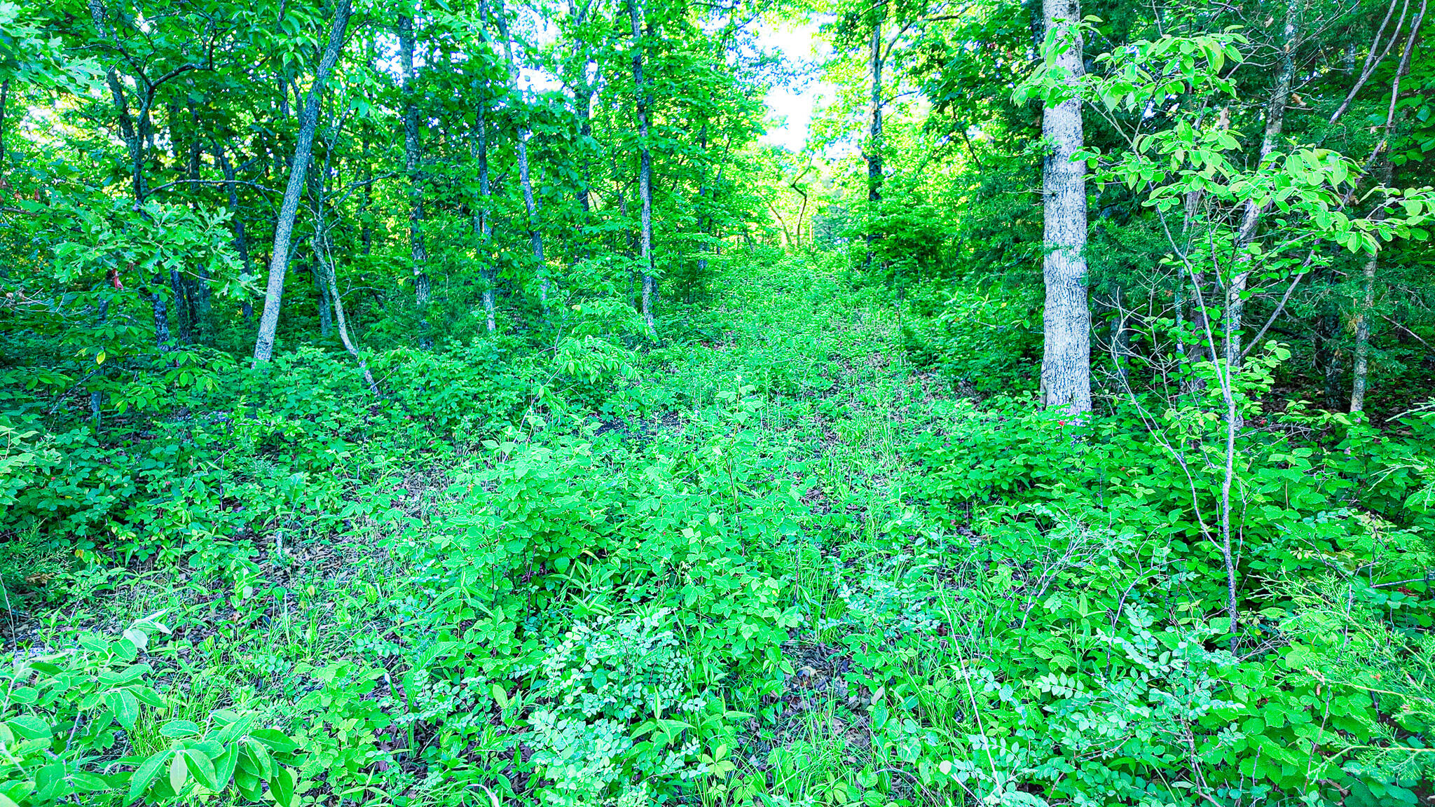 Tbd Sandy Road Property Photo 26