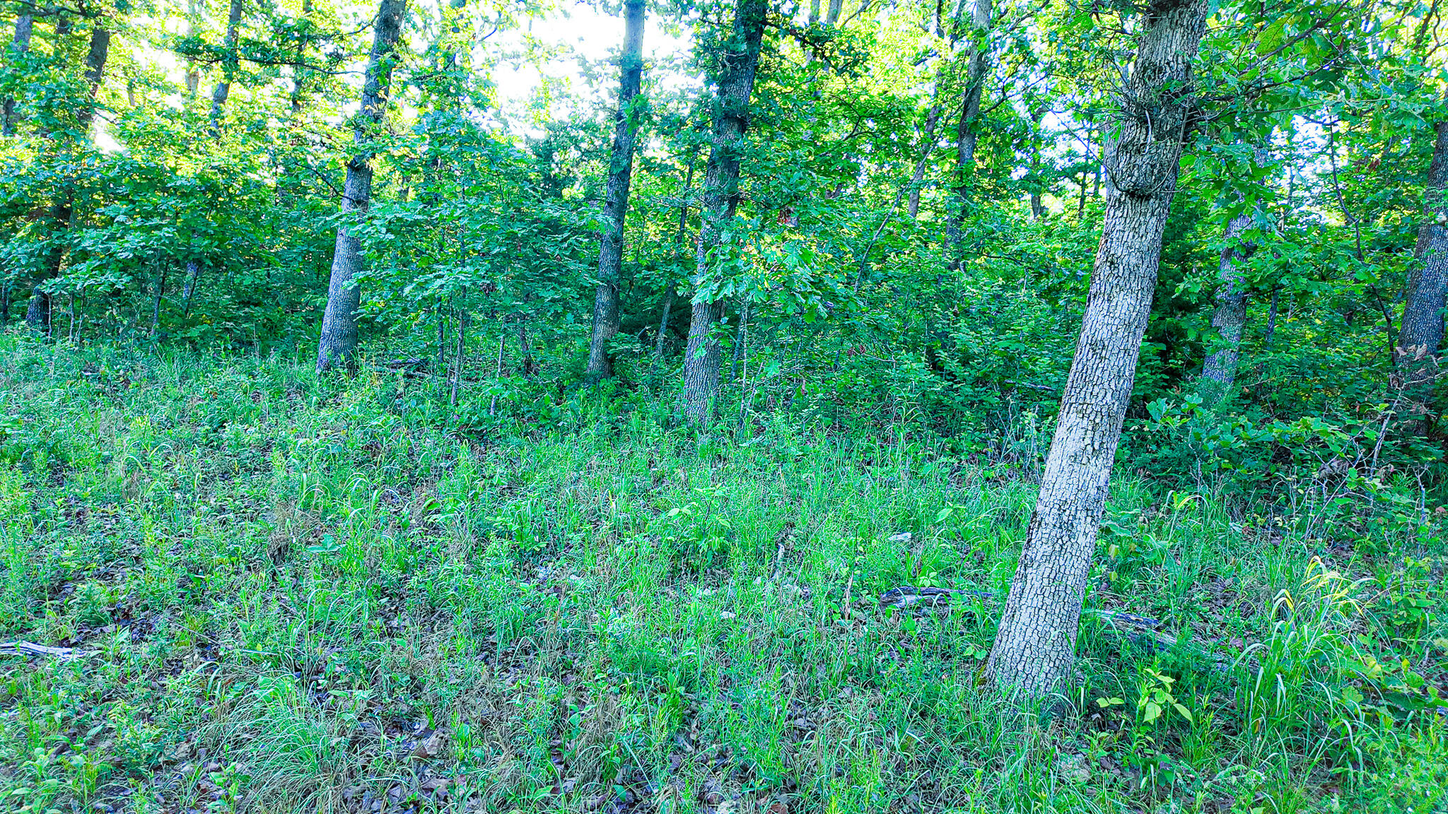 Tbd Sandy Road Property Photo 35