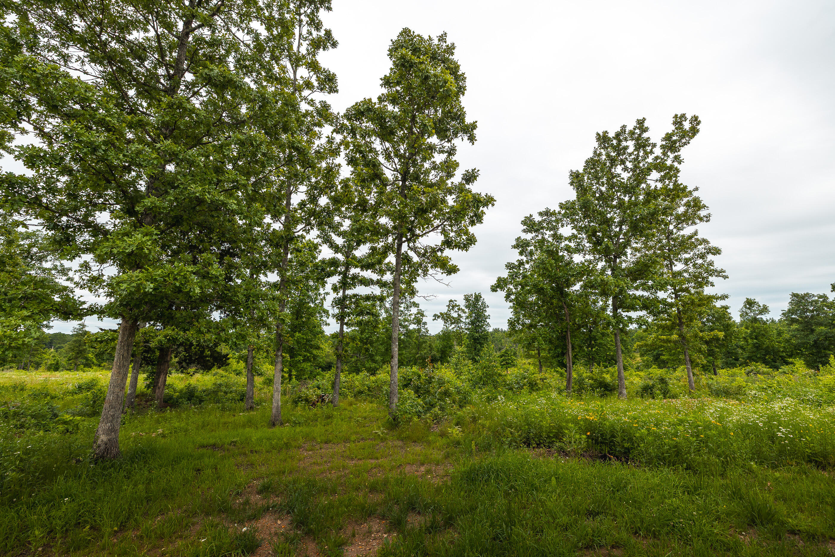 7195 Highway Kk Property Photo 32