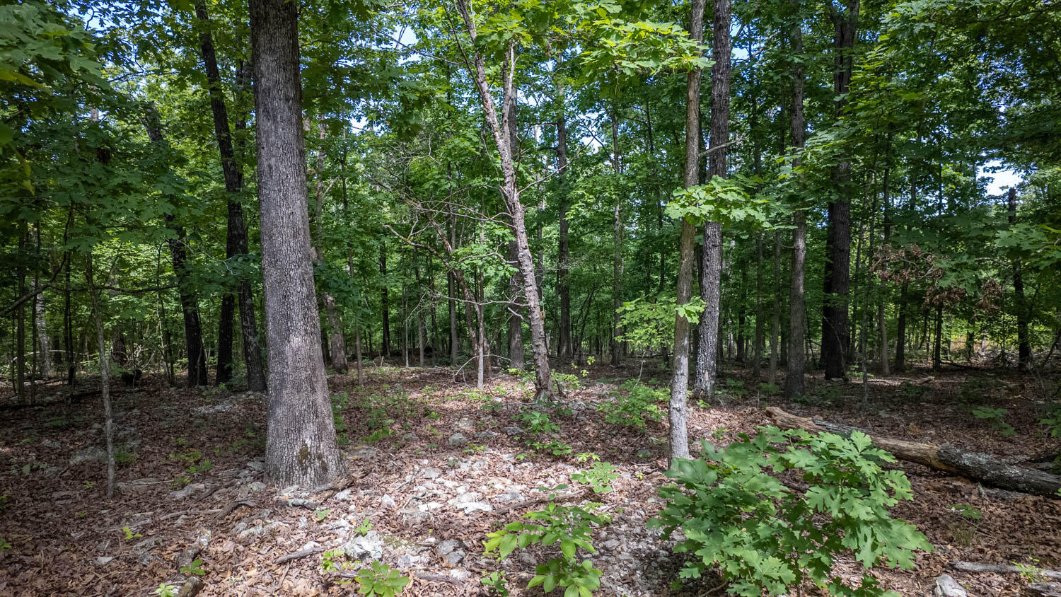 889 County Road 101 Property Photo 32