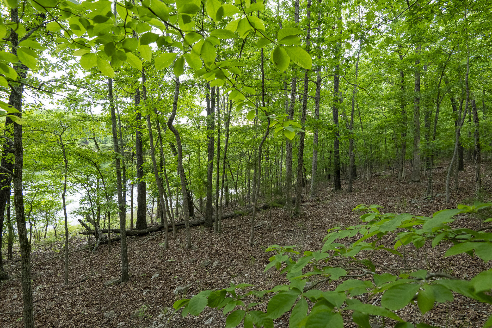 651 / Tbd Round Robin Lane Property Photo 49