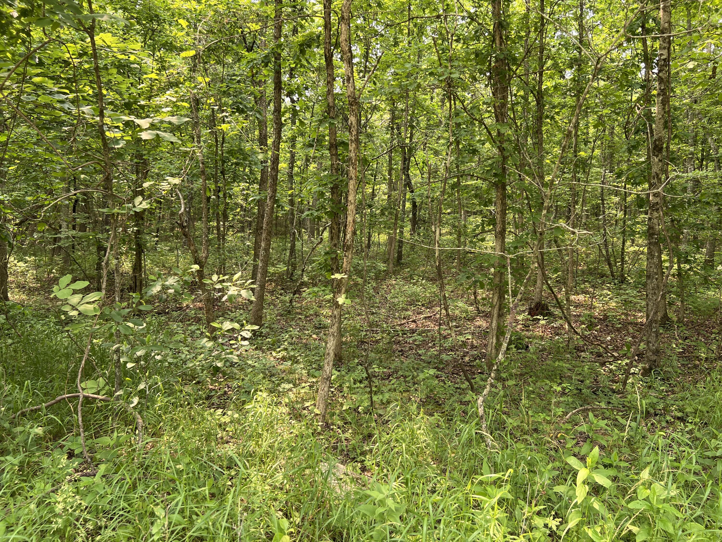 Lots 7 & 8 County Road 206 Property Photo 1