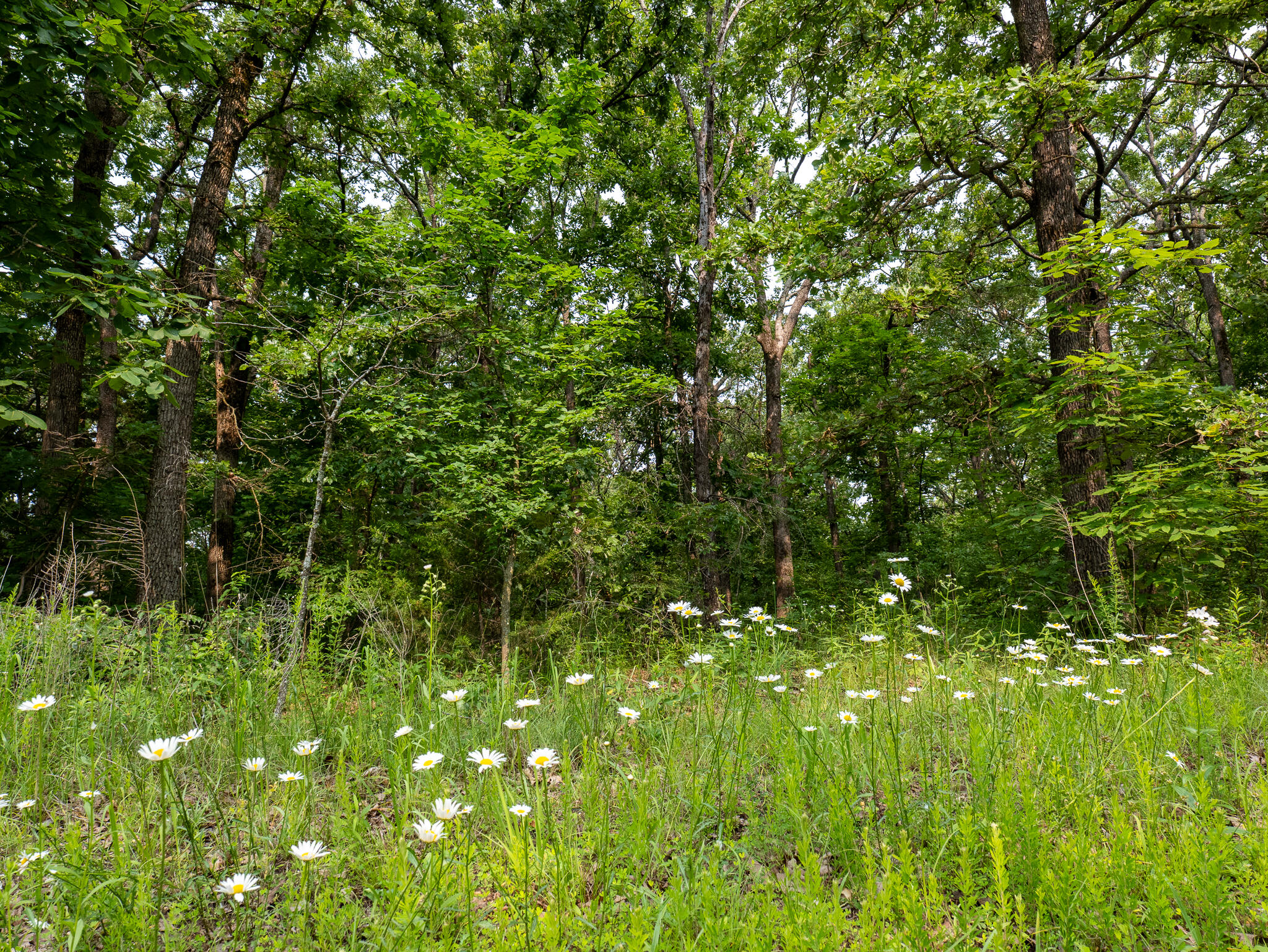 004 Gum Springs Drive Property Photo 6
