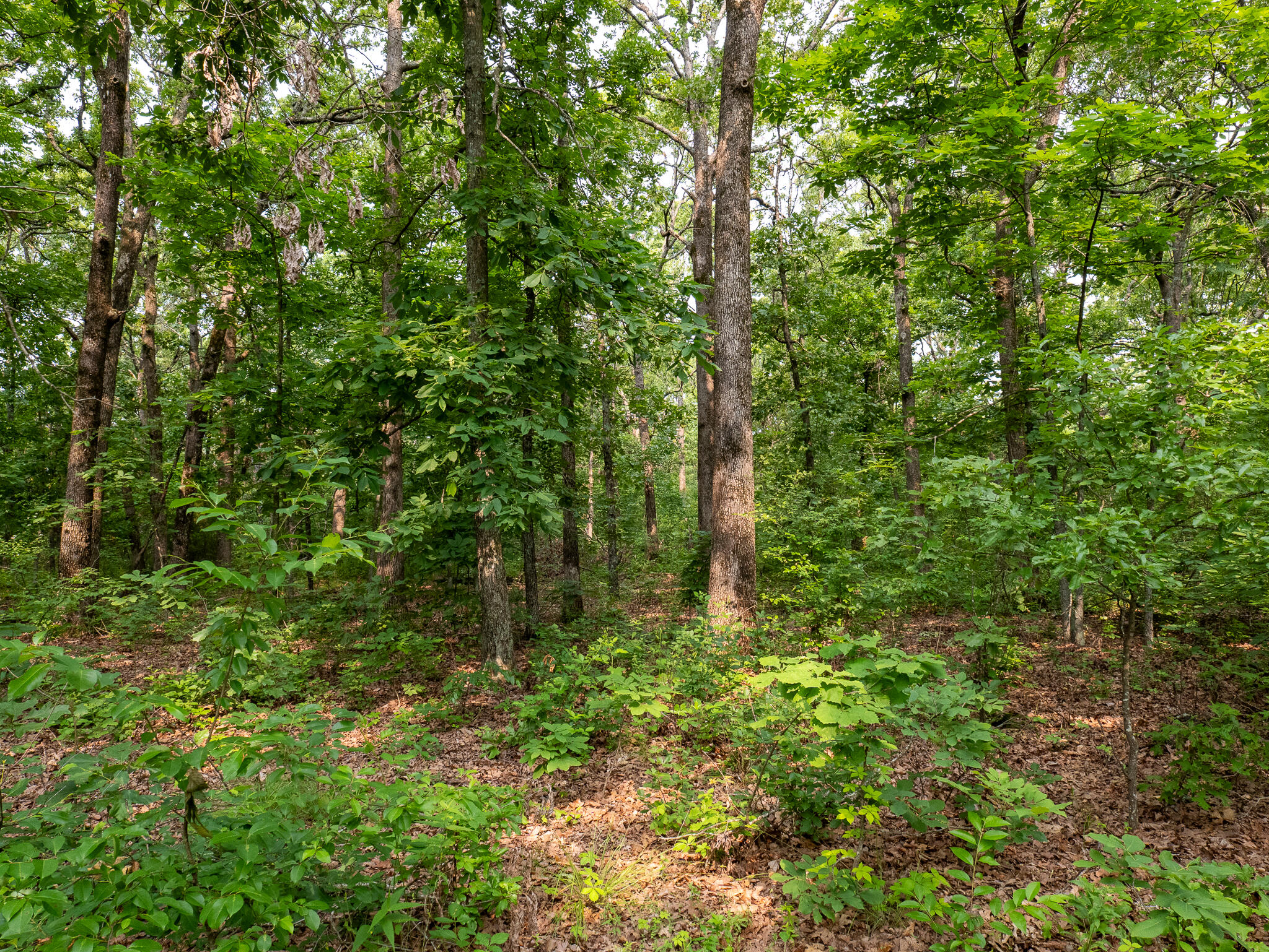 004 Gum Springs Drive Property Photo 7