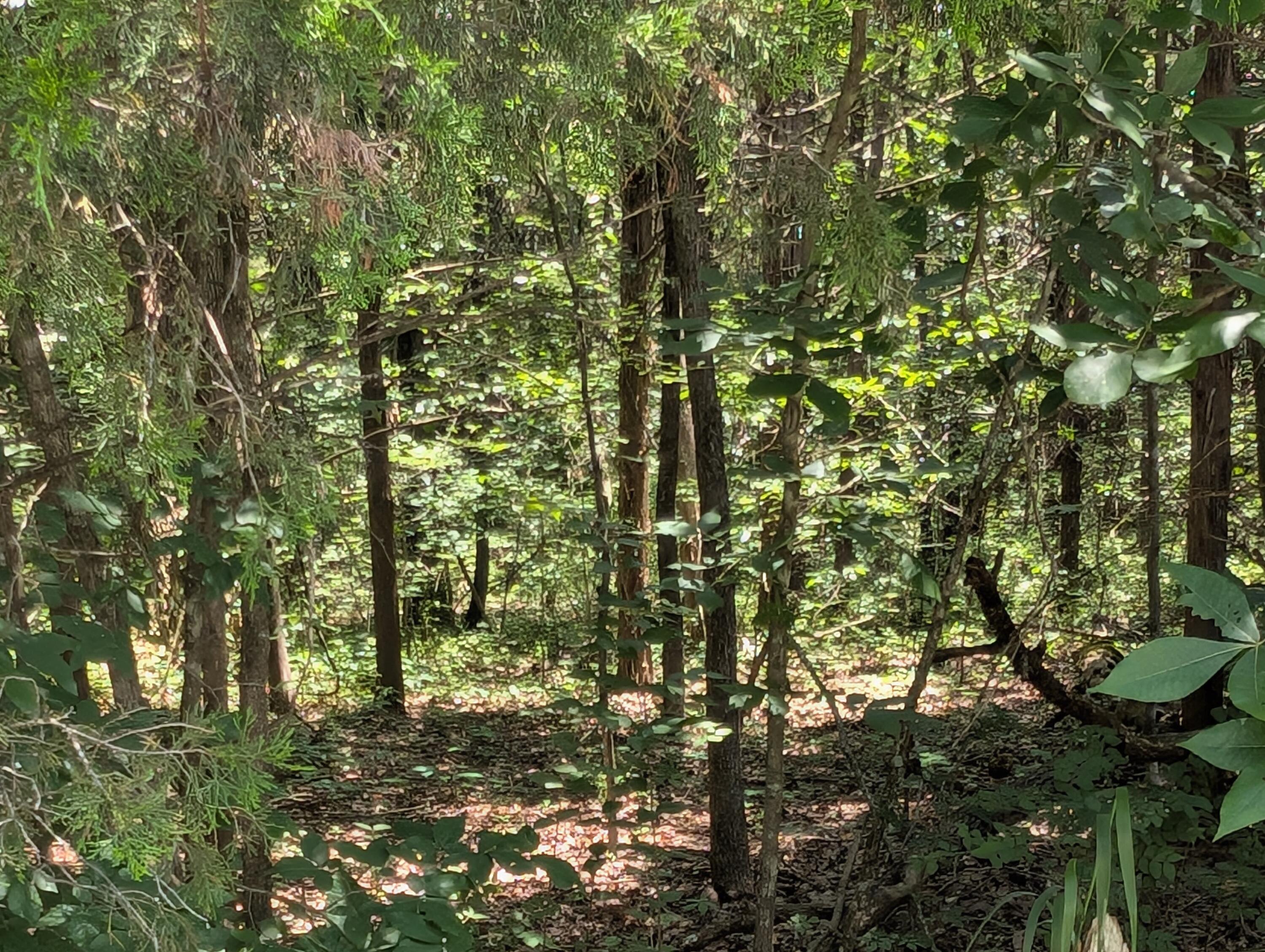 6 Lots Farm Road 1255 Property Photo 1