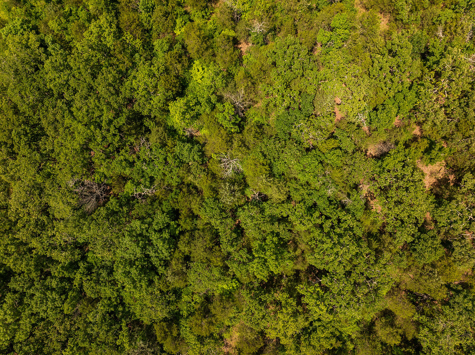 000 Brass Lantern Road Property Photo 15