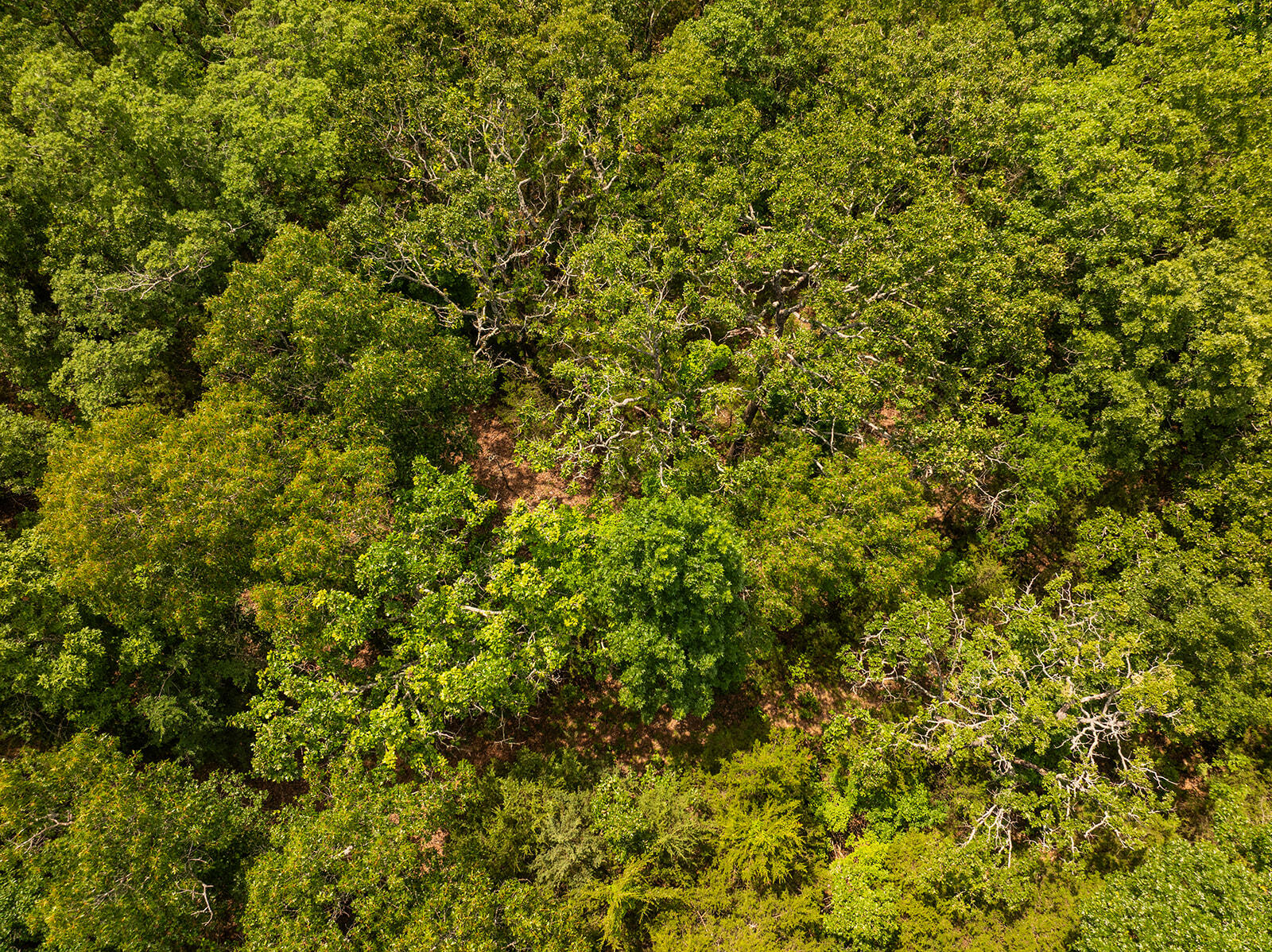 000 Brass Lantern Road Property Photo 16