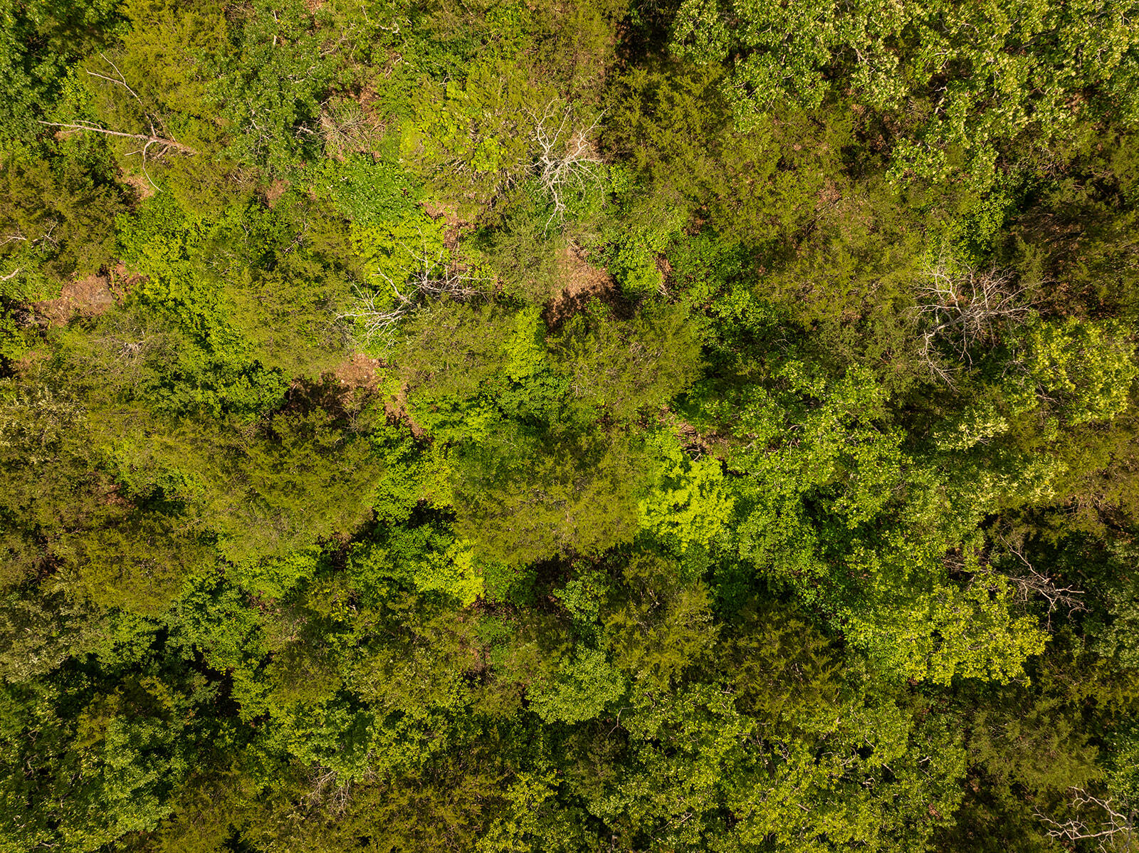 000 Brass Lantern Road Property Photo 20