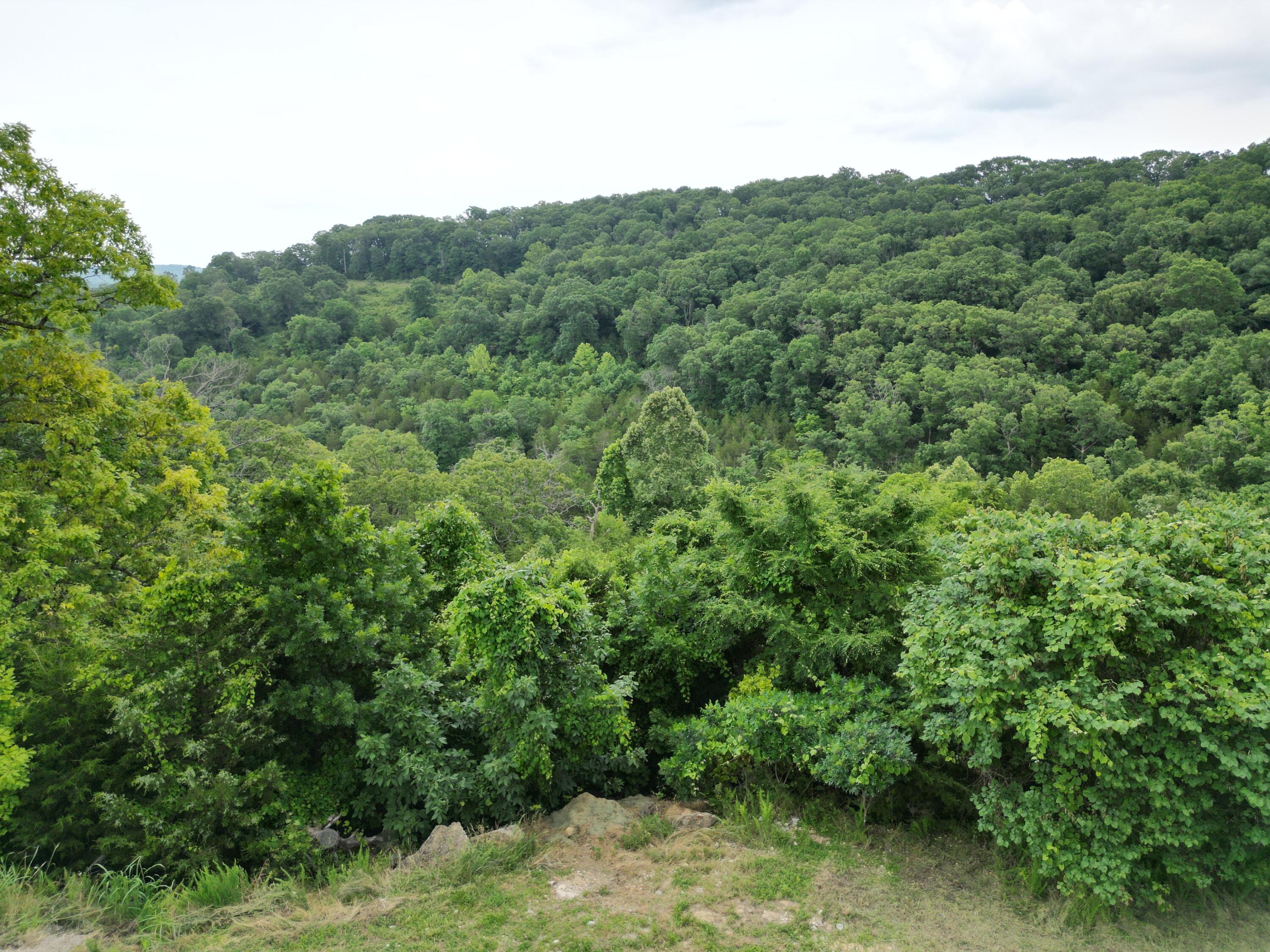 259 Jacks Hollow Road Property Photo 6