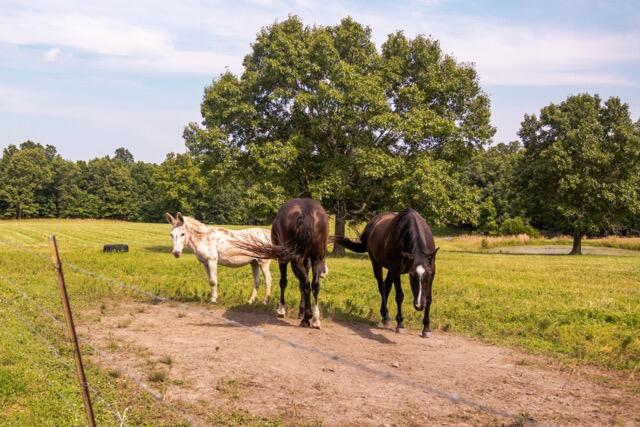 1576 County Road 221 Property Photo 7