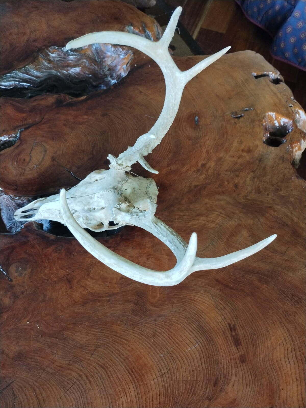 420 Lake Valley Drive Property Photo 17