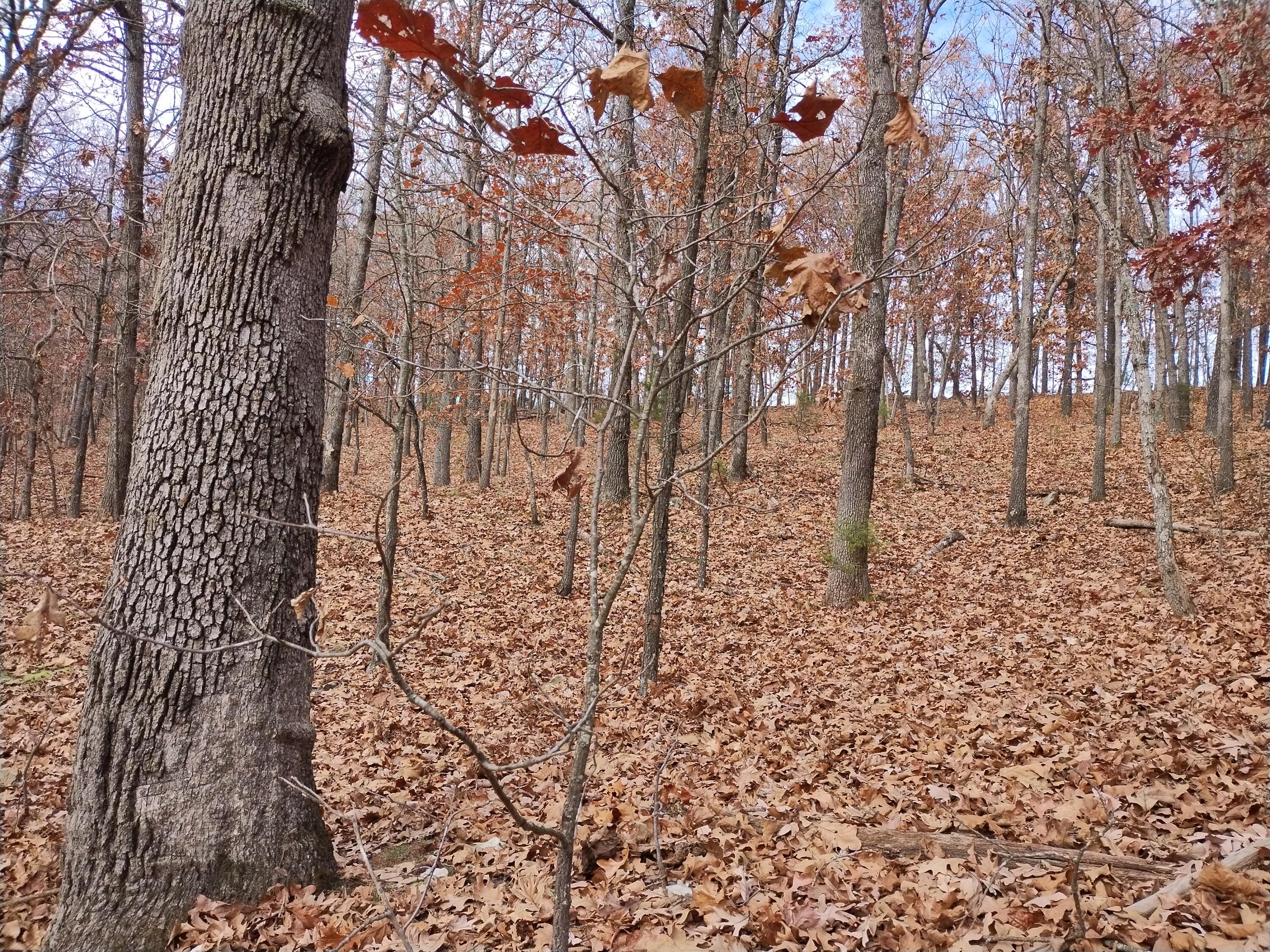 420 Lake Valley Drive Property Photo 30